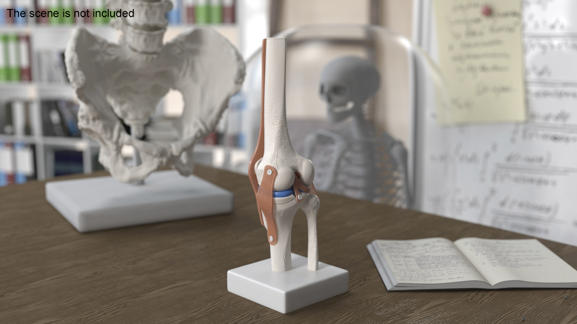 3D Anatomical Model of Knee Joint for 3D Print model