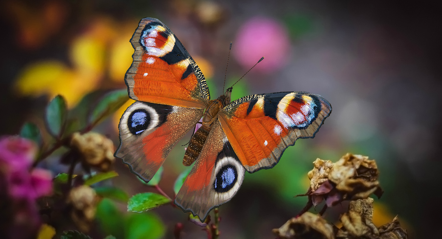 European Peacock Butterfly Sitting Pose 3D model