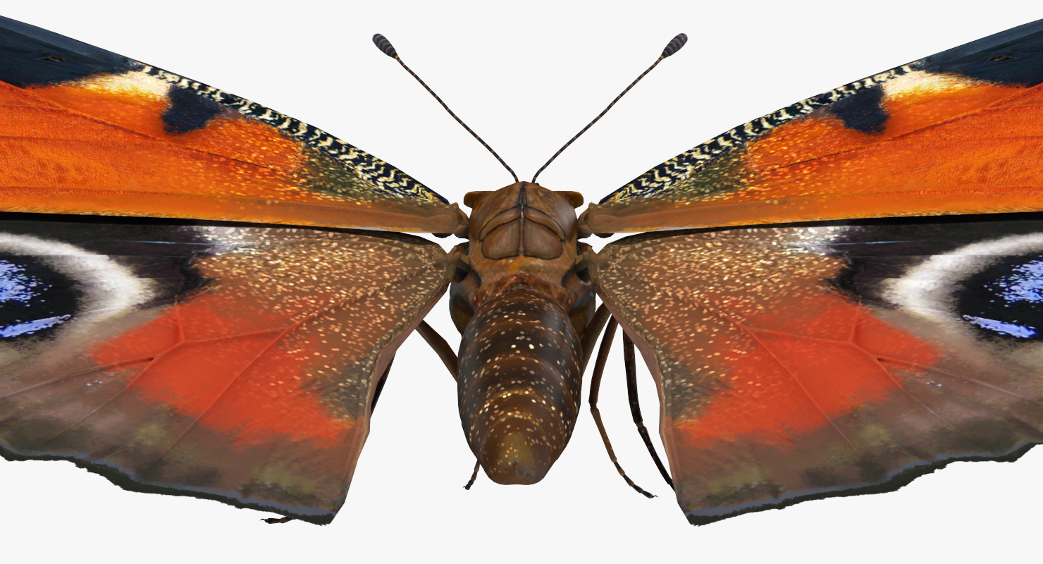 European Peacock Butterfly Sitting Pose 3D model