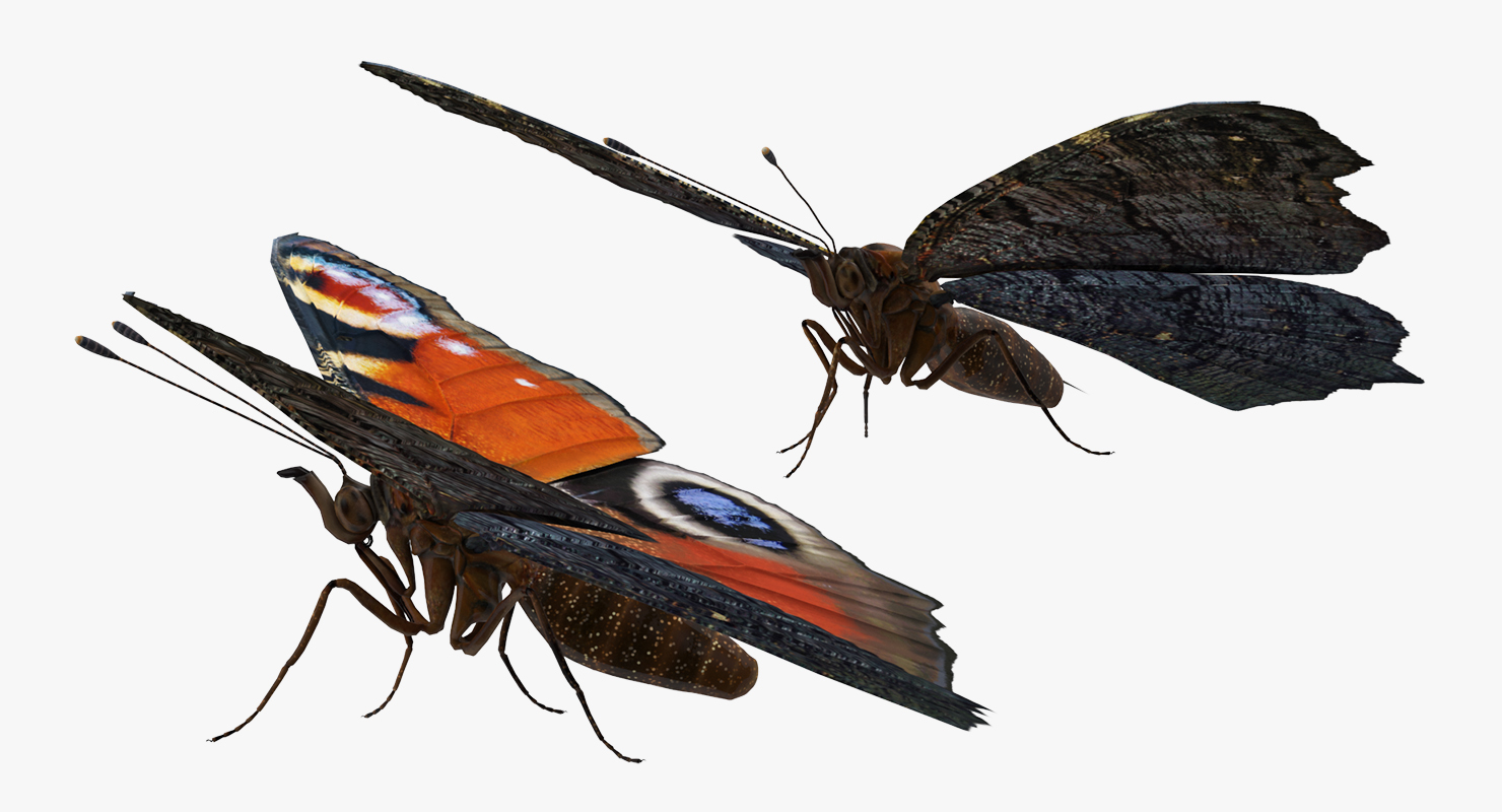 European Peacock Butterfly Sitting Pose 3D model
