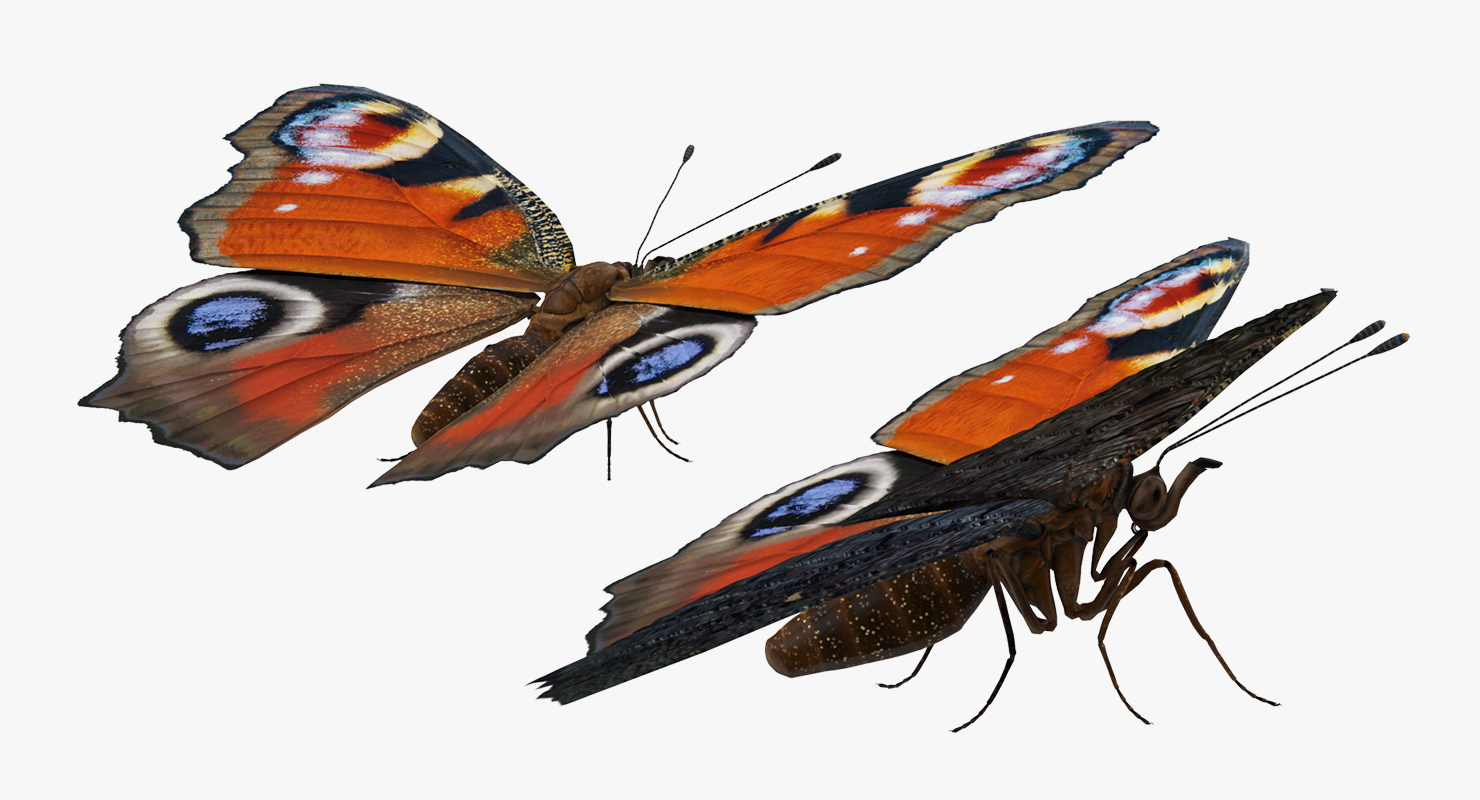 European Peacock Butterfly Sitting Pose 3D model