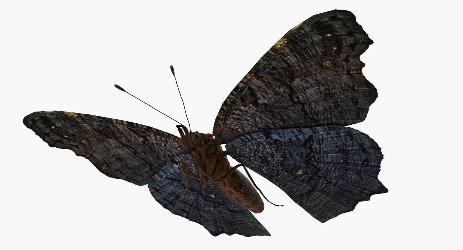 European Peacock Butterfly Sitting Pose 3D model