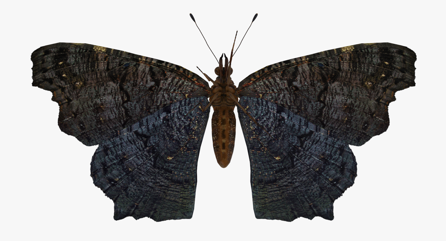 European Peacock Butterfly Sitting Pose 3D model