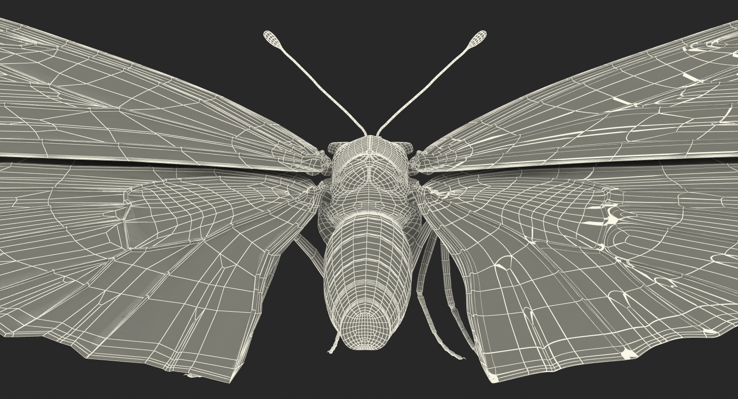 European Peacock Butterfly Sitting Pose 3D model