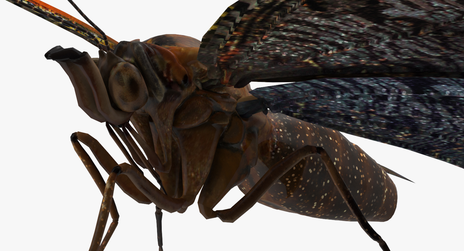 European Peacock Butterfly Sitting Pose 3D model