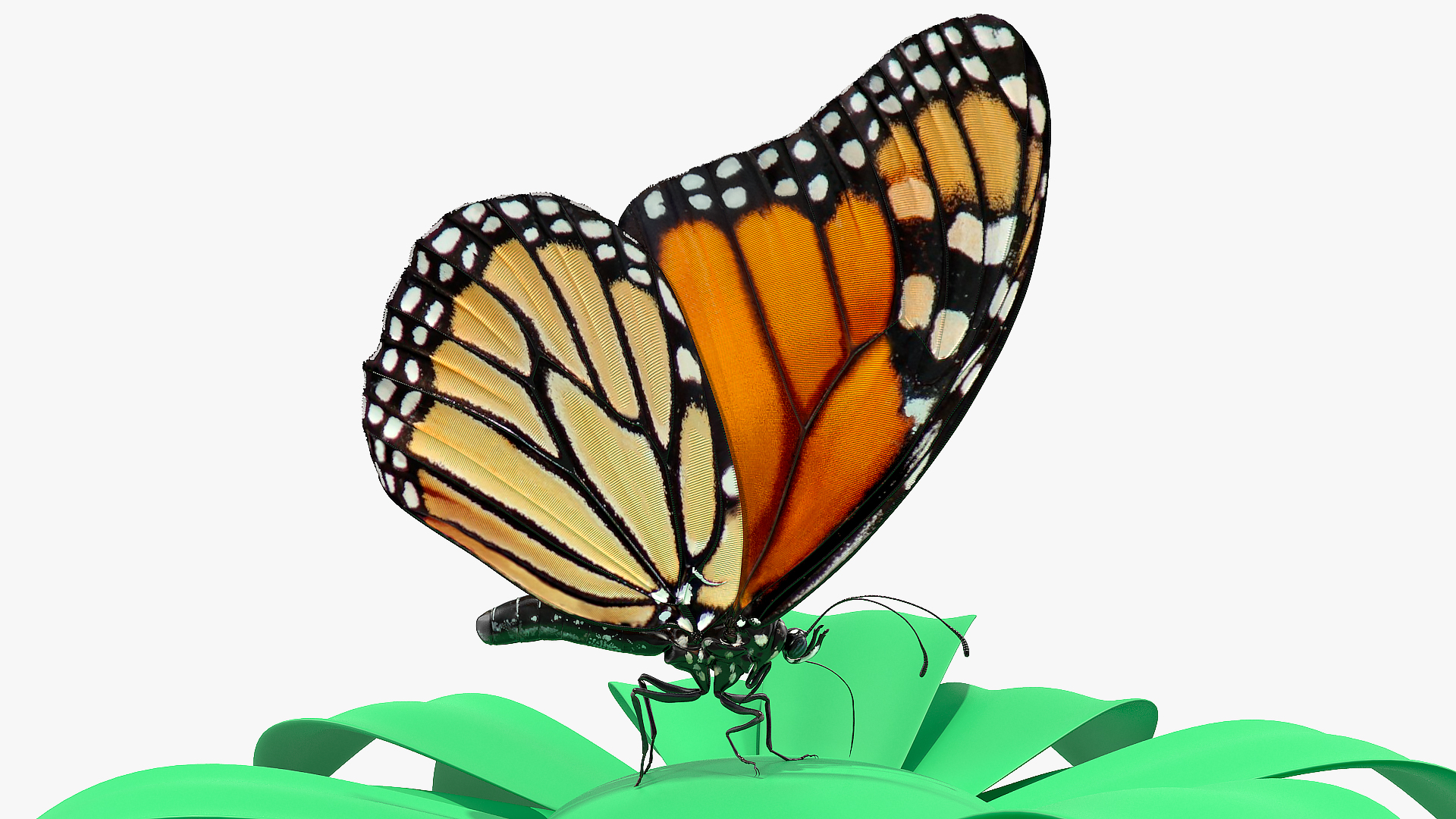 Animated Monarch Butterfly Collects Nectar Rigged 3D model