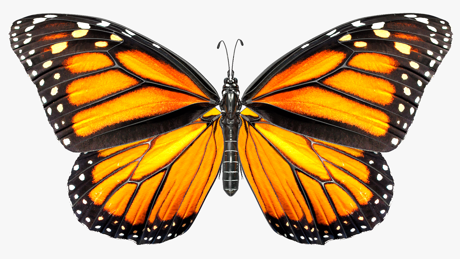 Animated Monarch Butterfly Collects Nectar Rigged 3D model