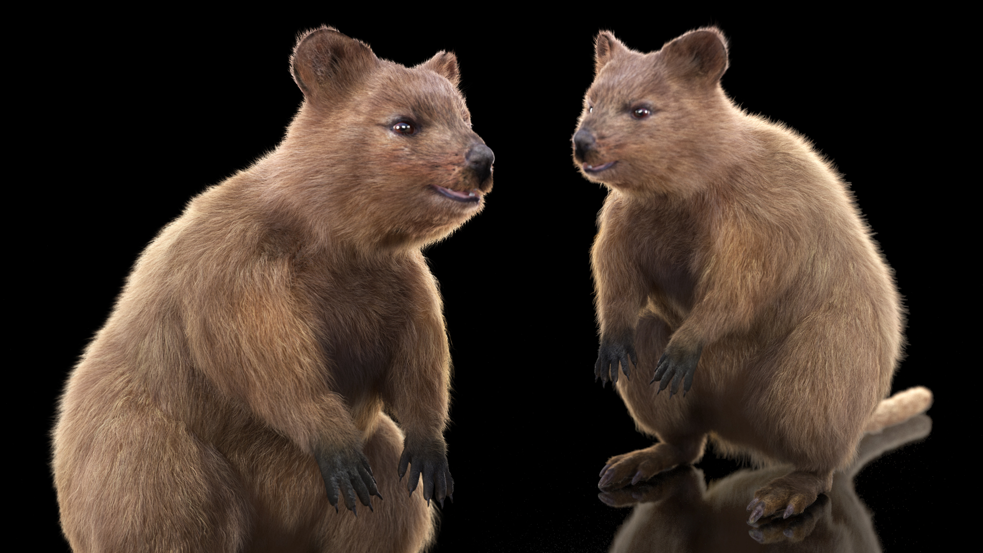 Quokka Kangaroo Fur 3D model