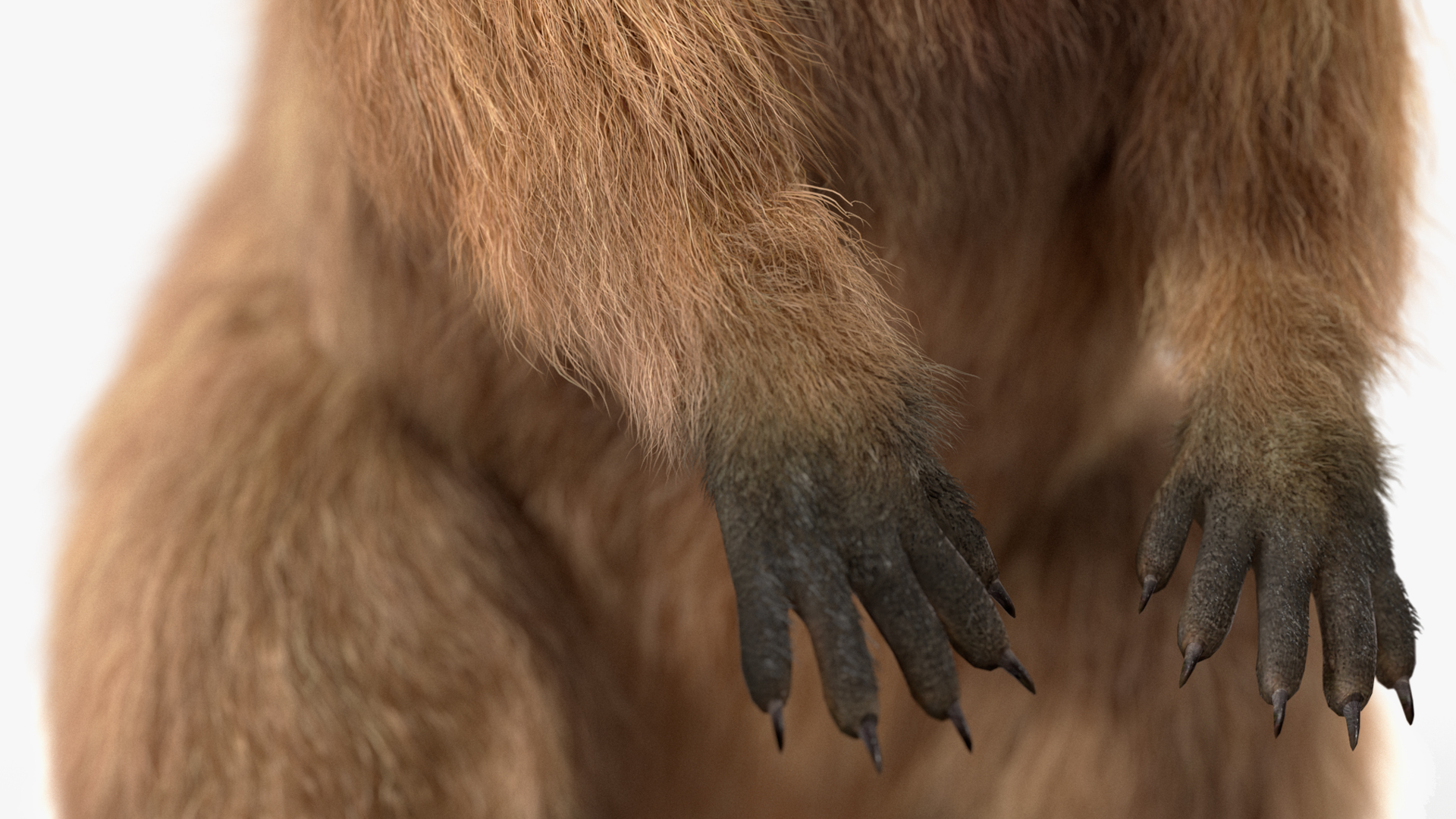 Quokka Kangaroo Fur 3D model