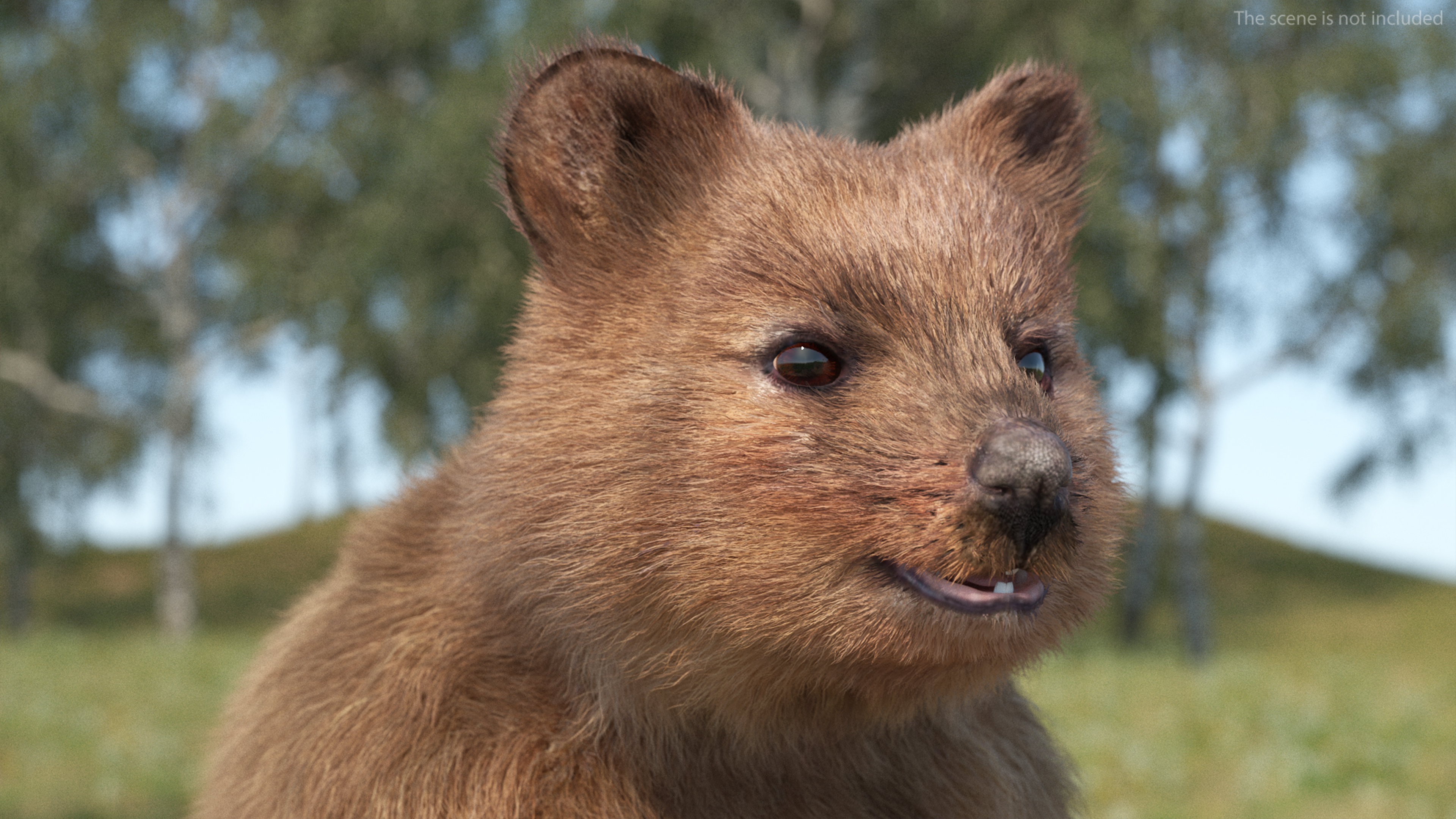 Quokka Kangaroo Fur 3D model