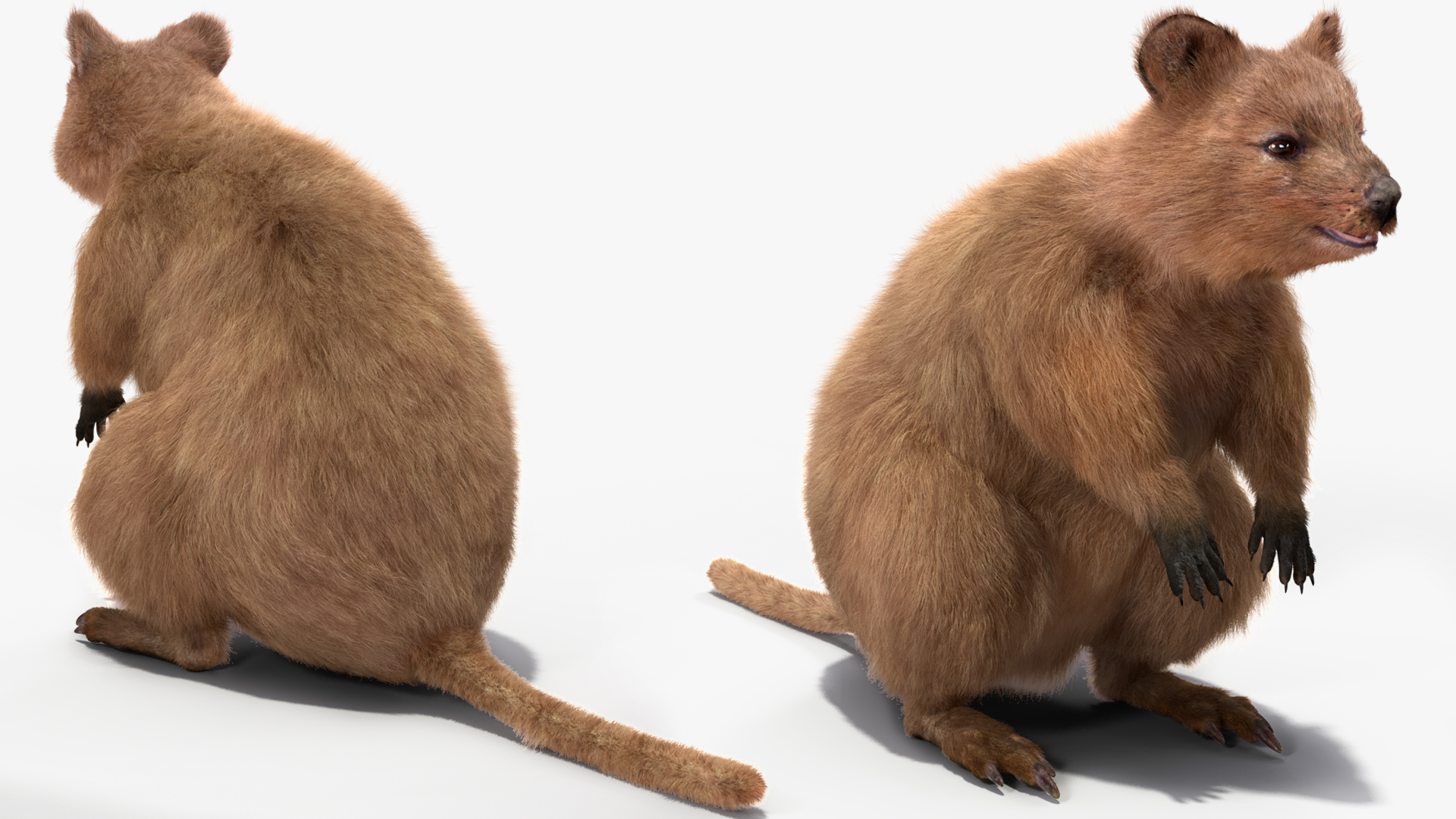 Quokka Kangaroo Fur 3D model