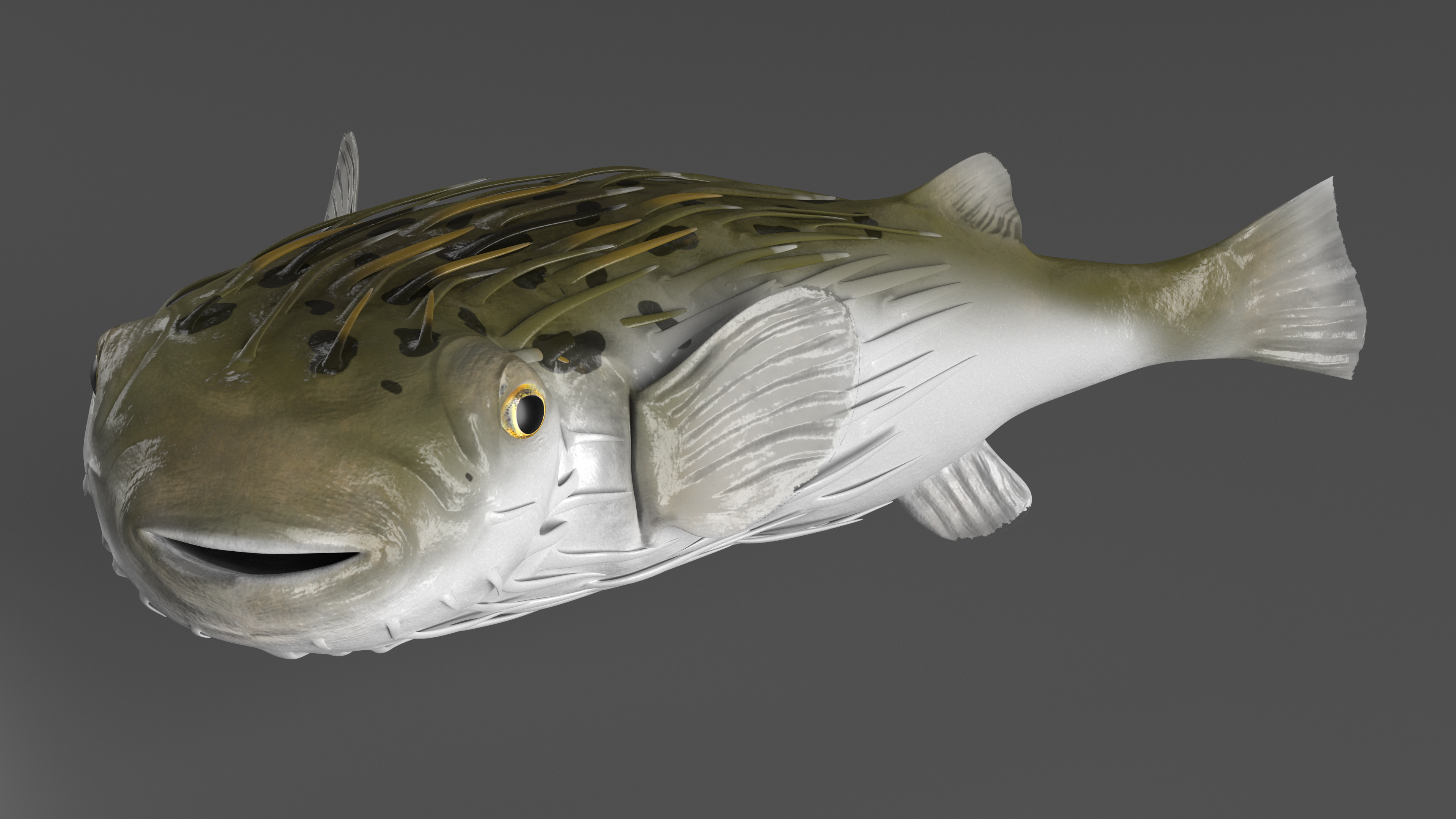 Puffer Fish Rigged for Maya 3D