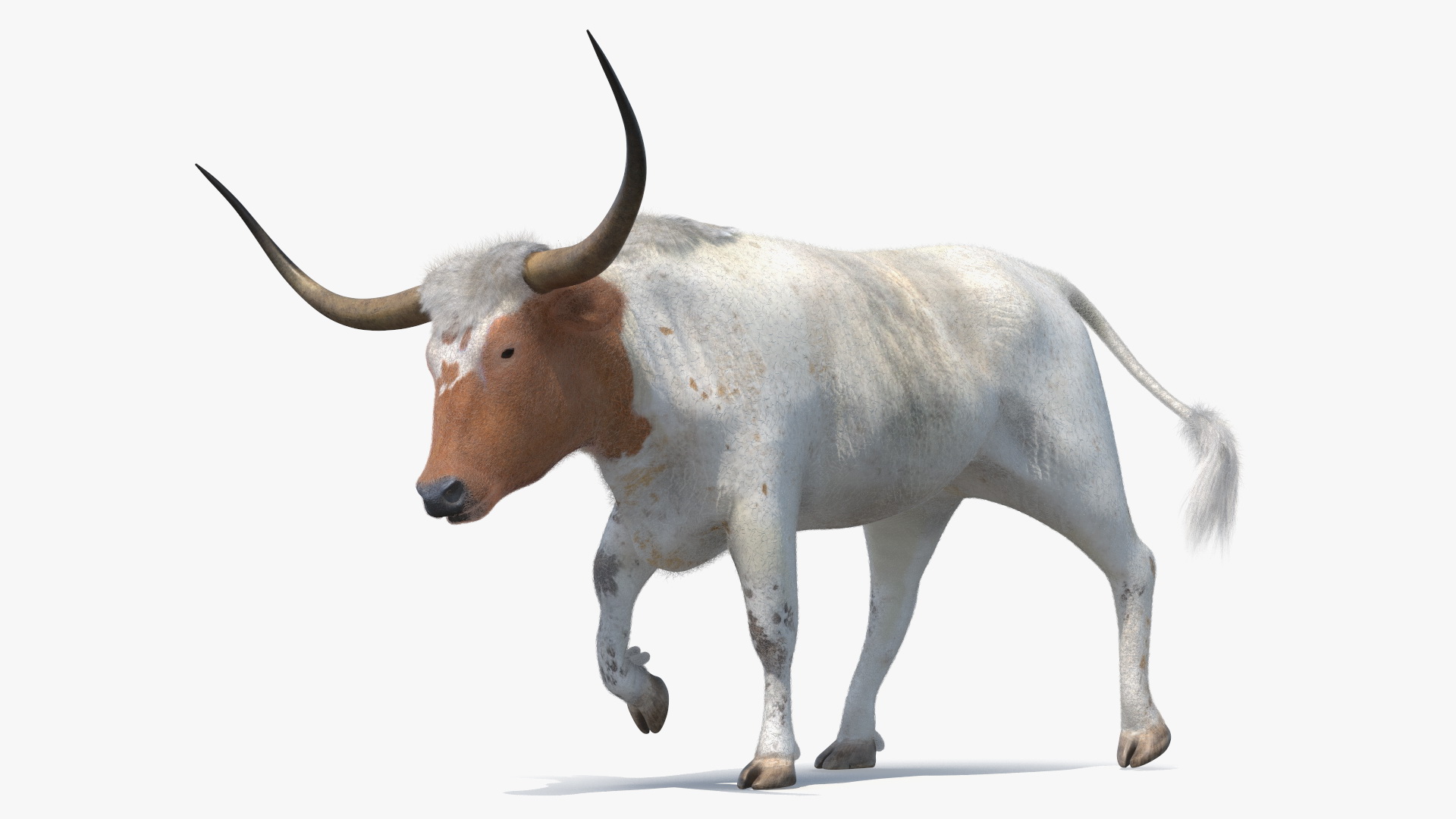 White Texas Longhorn Bull Walking Pose Fur 3D