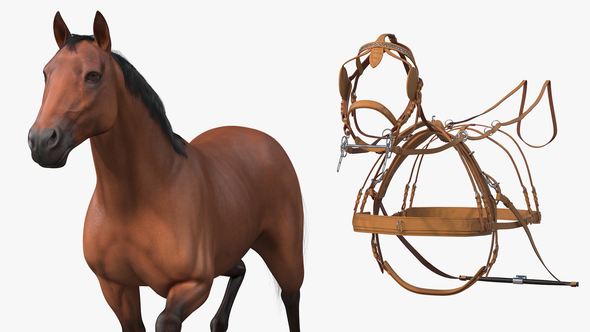 Horse Drawn Leather Single Driving Harness Walking Pose Fur 3D model