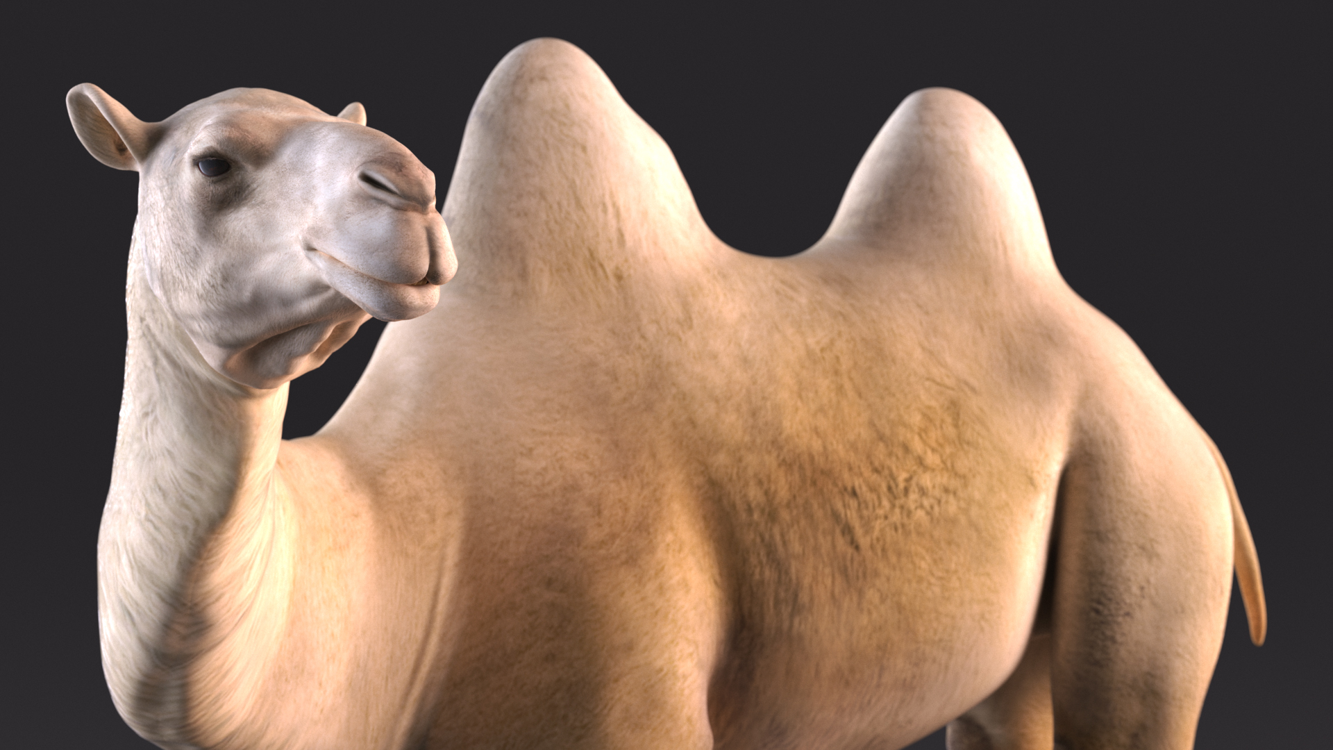 Bactrian Camel Light Colored Standing Pose 3D
