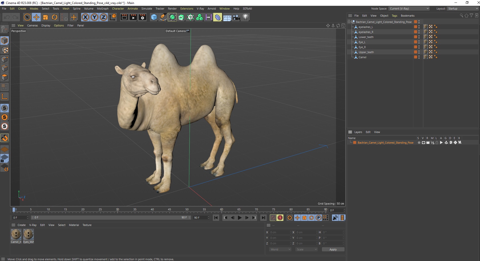 Bactrian Camel Light Colored Standing Pose 3D