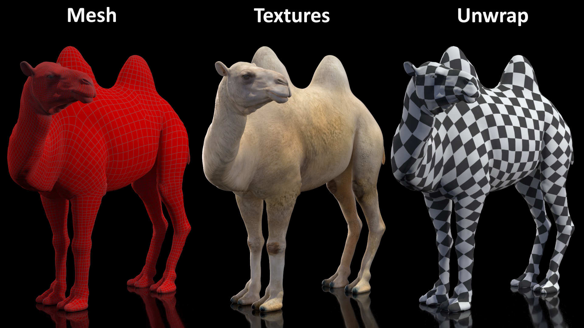 Bactrian Camel Light Colored Standing Pose 3D