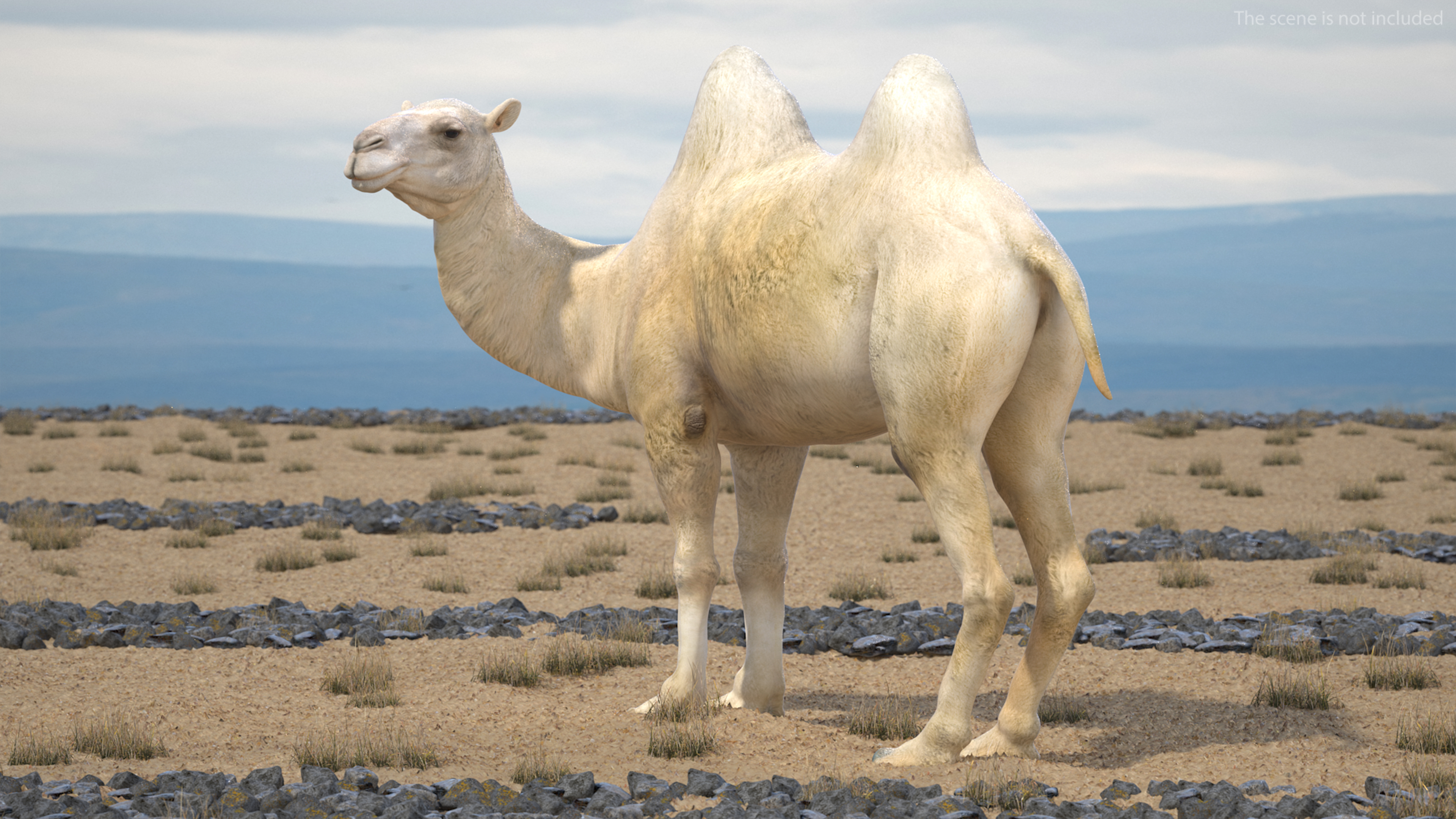 Bactrian Camel Light Colored Standing Pose 3D