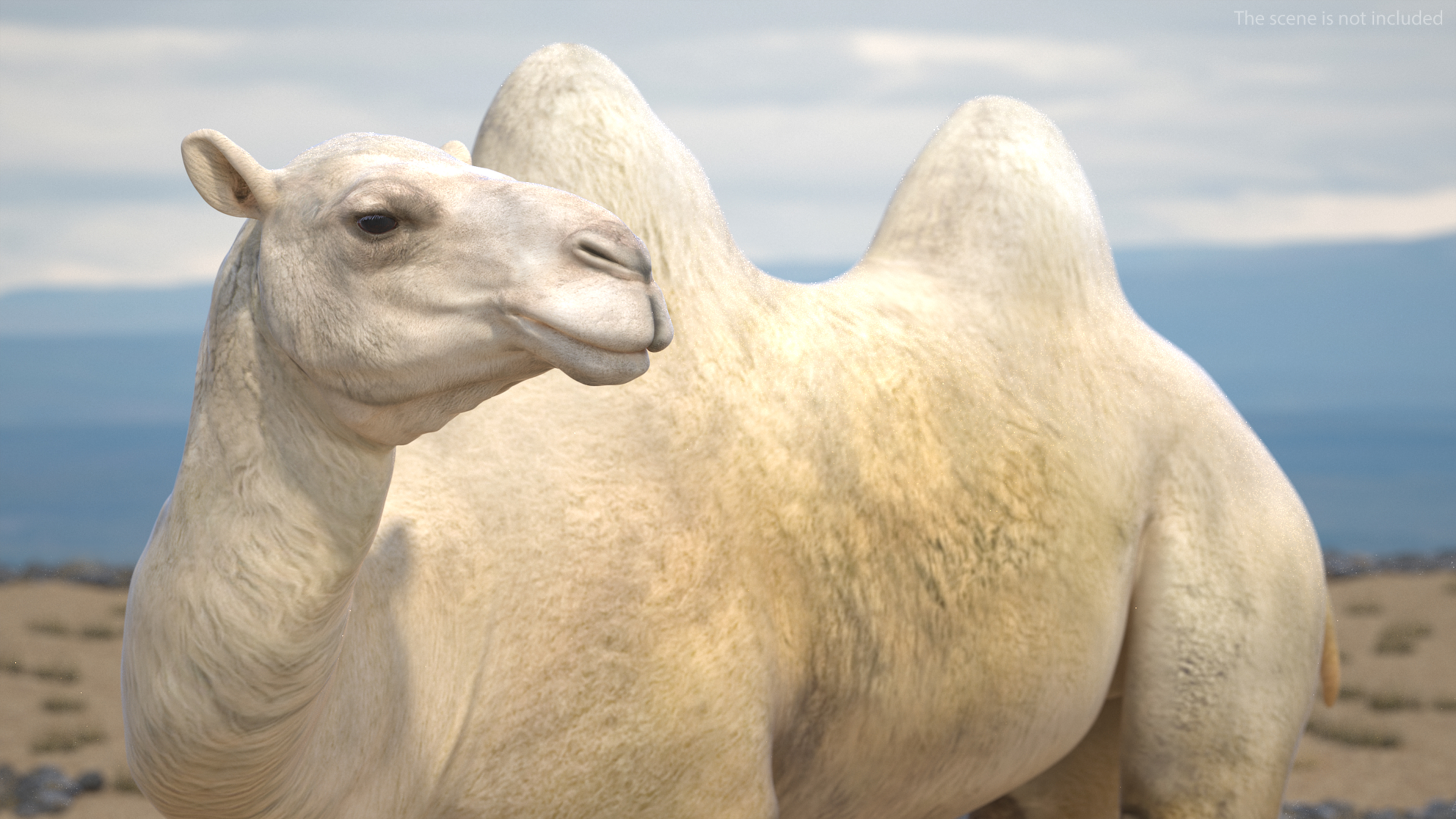 Bactrian Camel Light Colored Standing Pose 3D