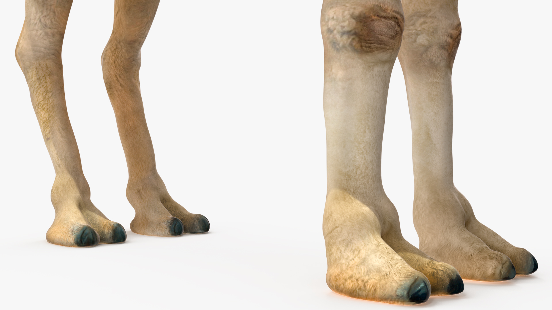 Bactrian Camel Light Colored Standing Pose 3D