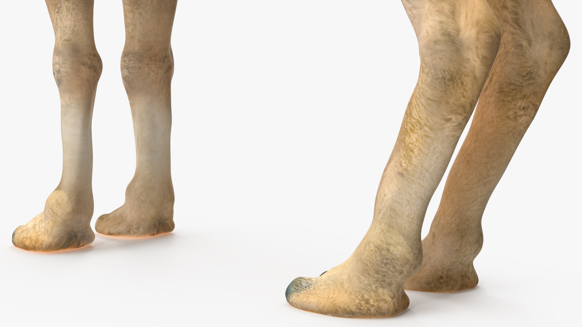 Bactrian Camel Light Colored Standing Pose 3D