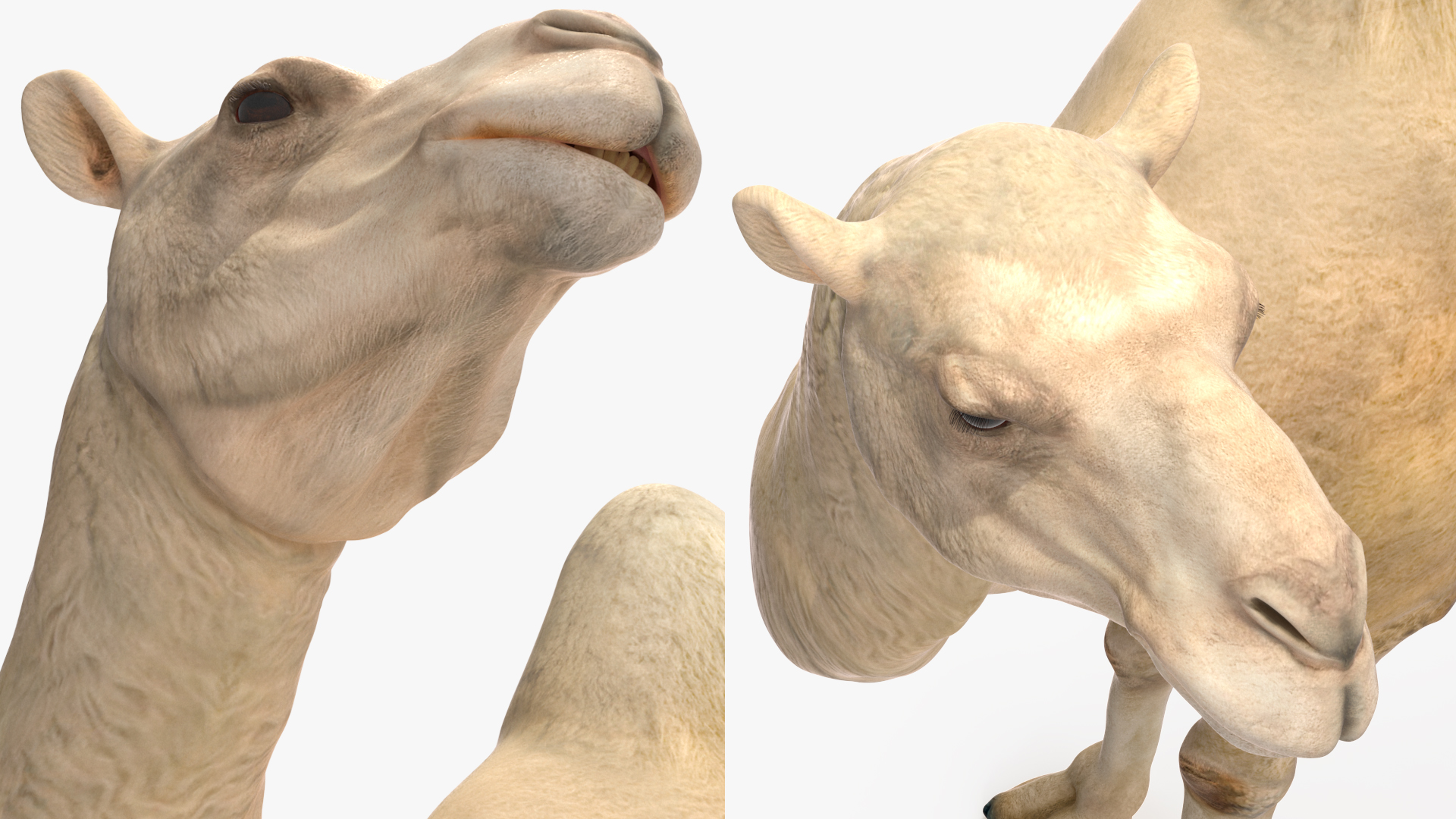 Bactrian Camel Light Colored Standing Pose 3D
