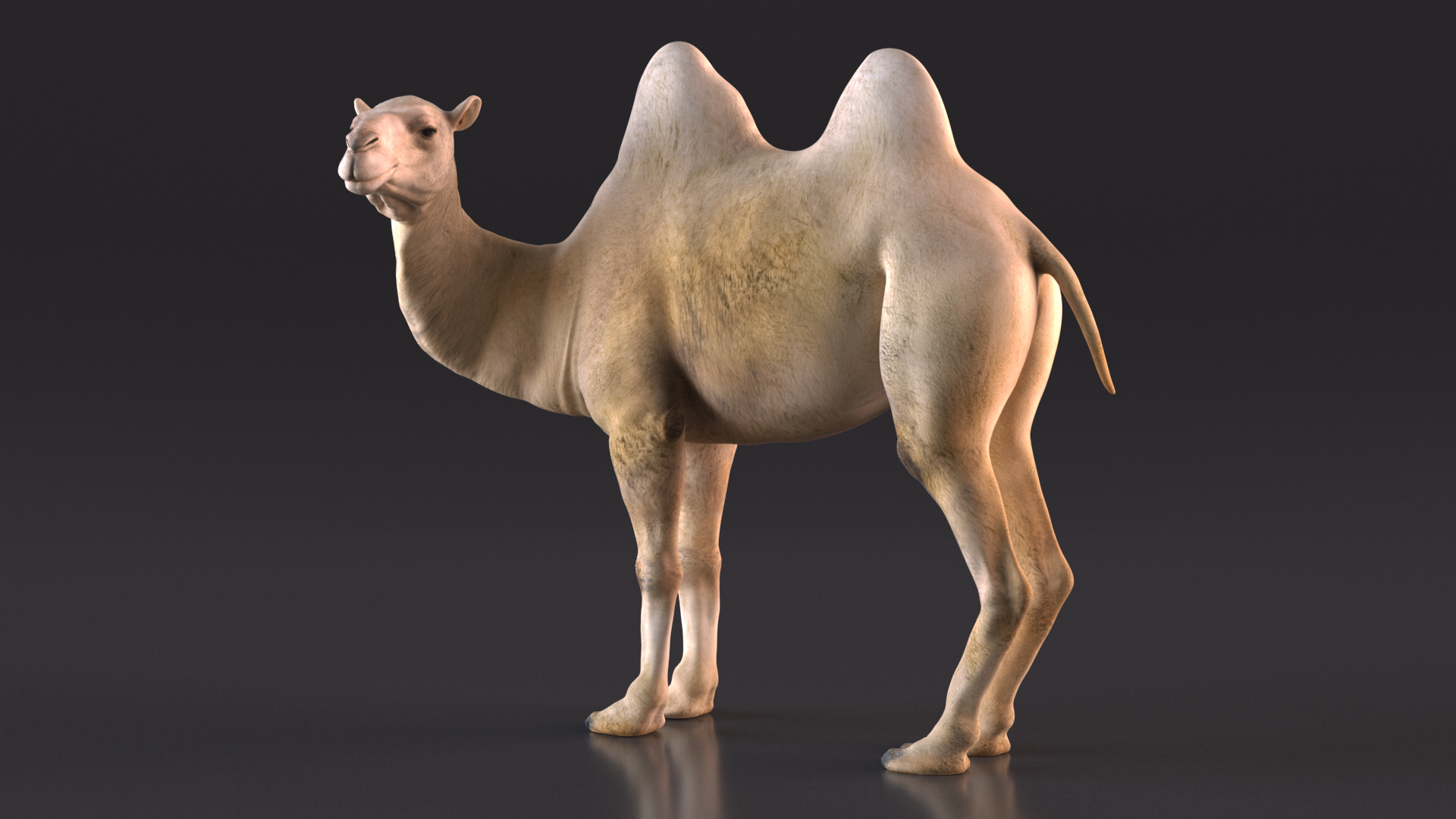Bactrian Camel Light Colored Standing Pose 3D