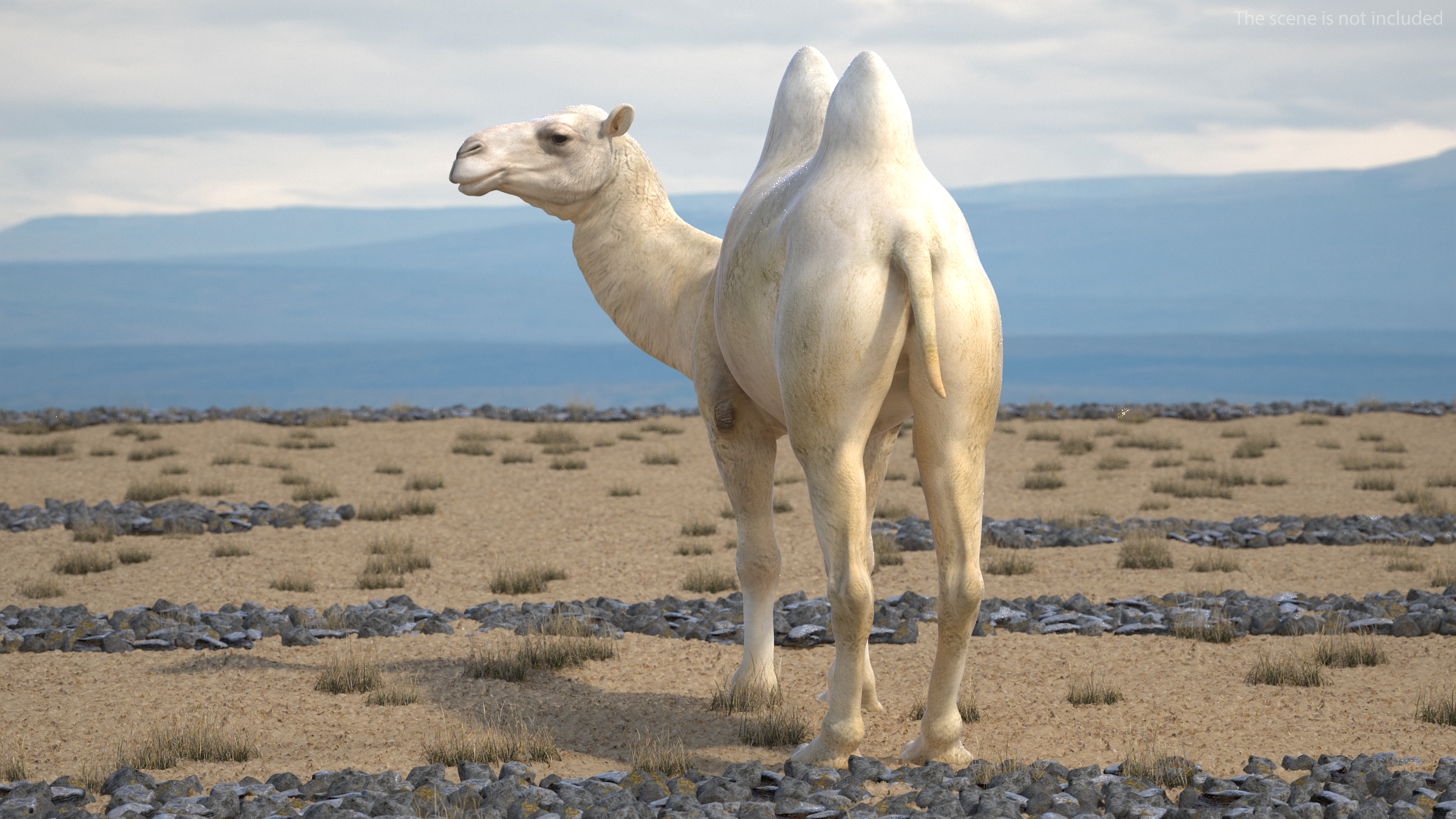 Bactrian Camel Light Colored Standing Pose 3D