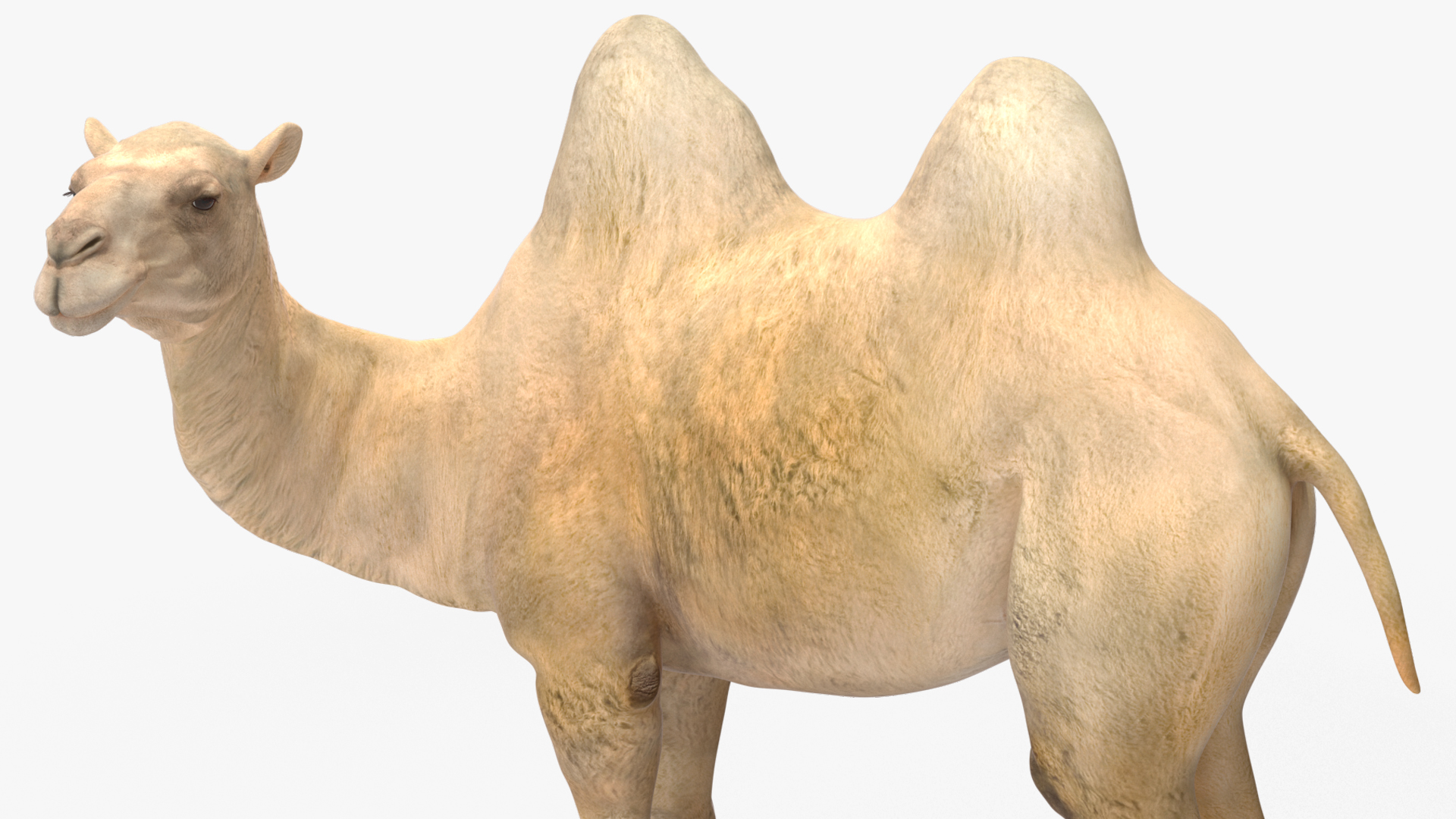 Bactrian Camel Light Colored Standing Pose 3D