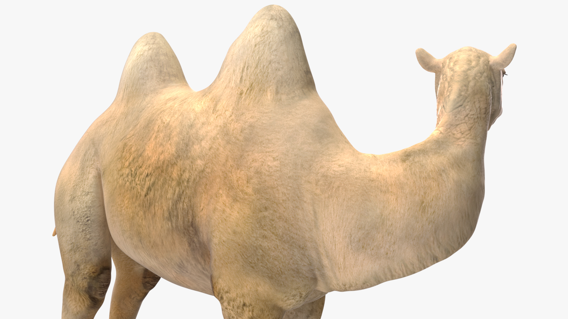 Bactrian Camel Light Colored Standing Pose 3D