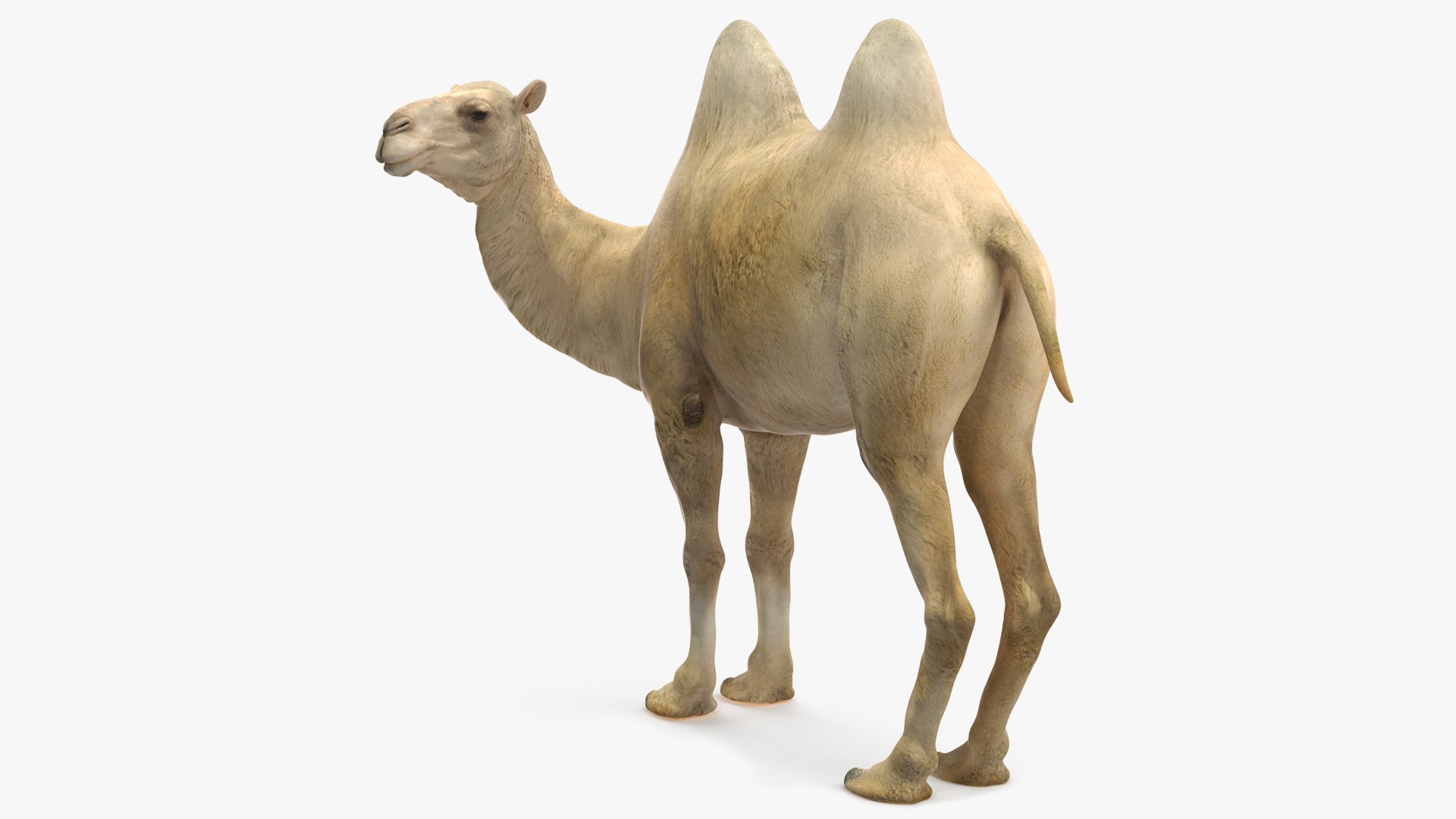 Bactrian Camel Light Colored Standing Pose 3D