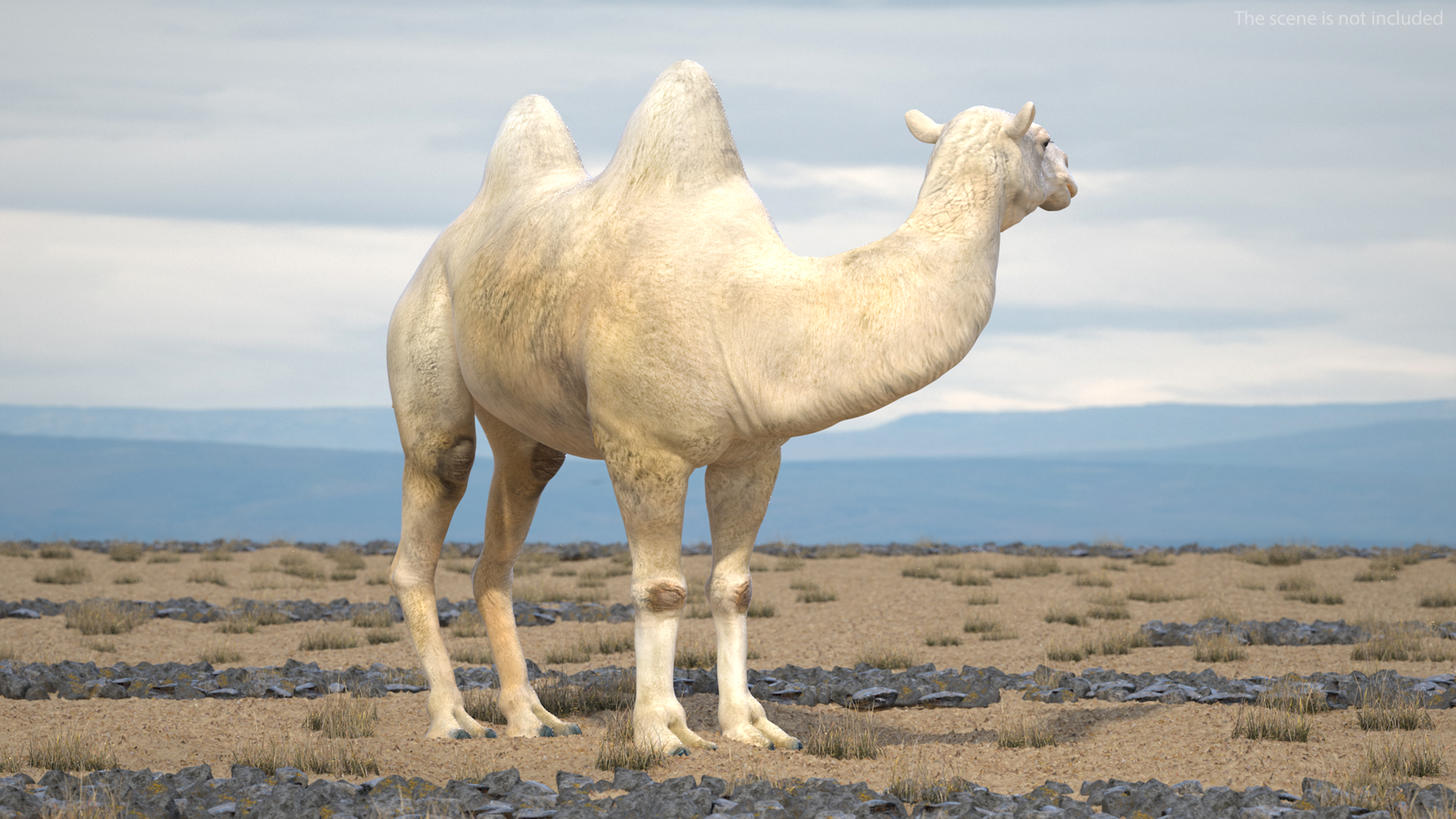 Bactrian Camel Light Colored Standing Pose 3D