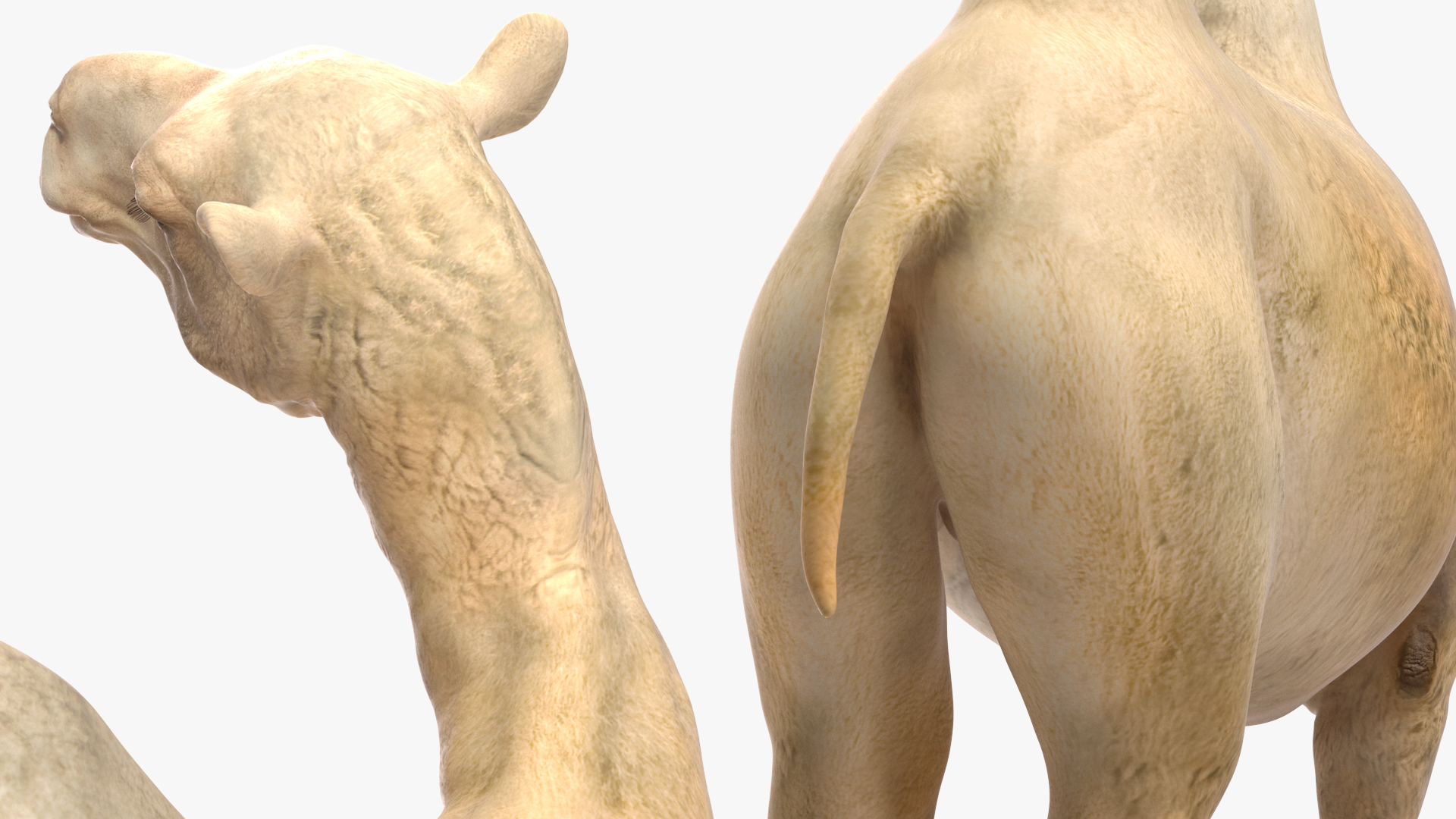 Bactrian Camel Light Colored Standing Pose 3D