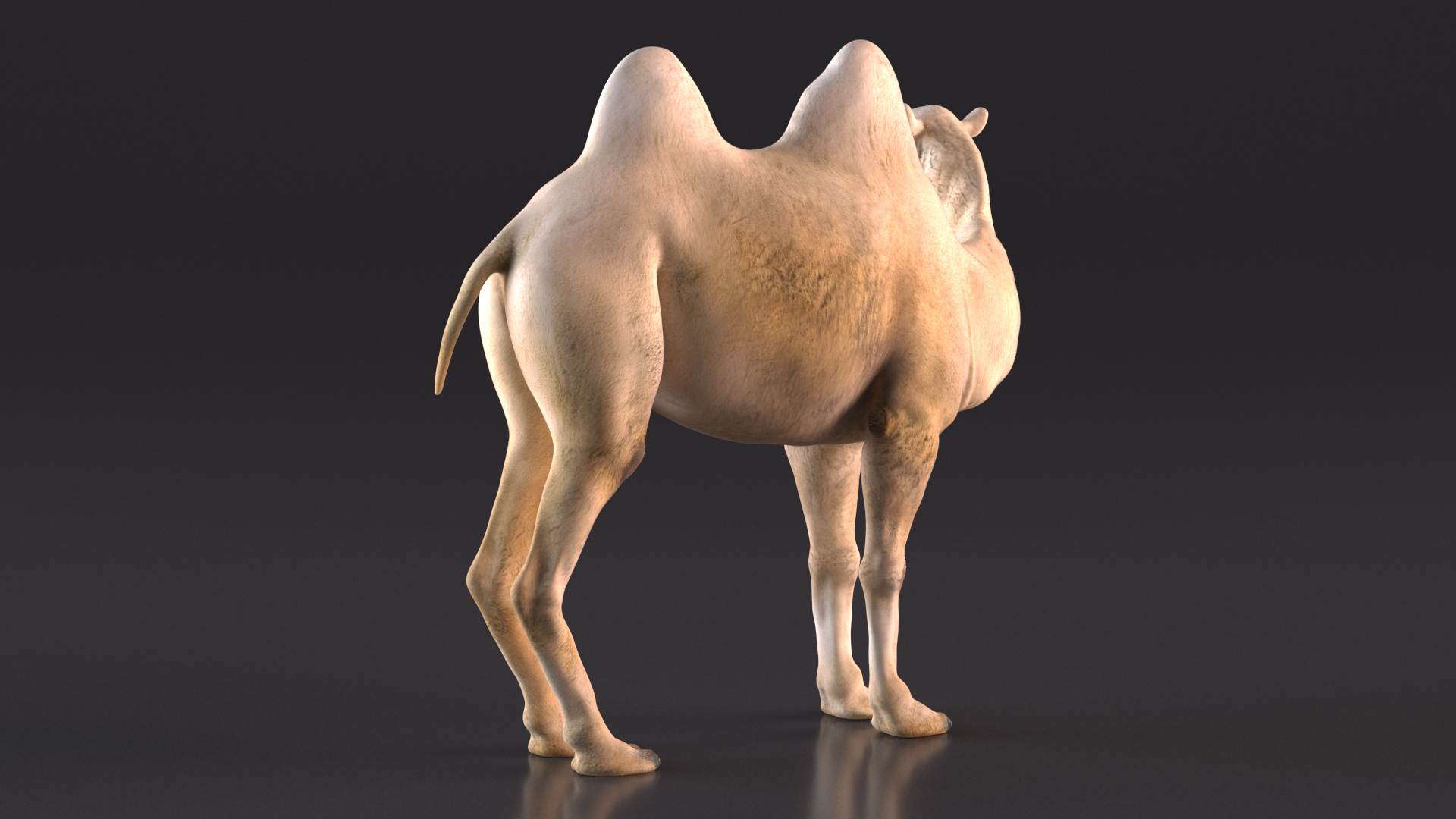 Bactrian Camel Light Colored Standing Pose 3D