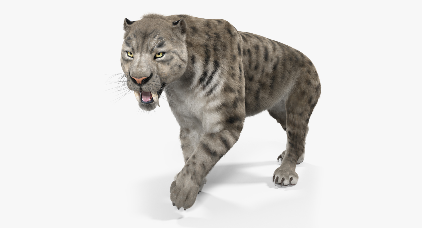 Arctic Saber Tooth Cat Walking Pose with Fur 3D model