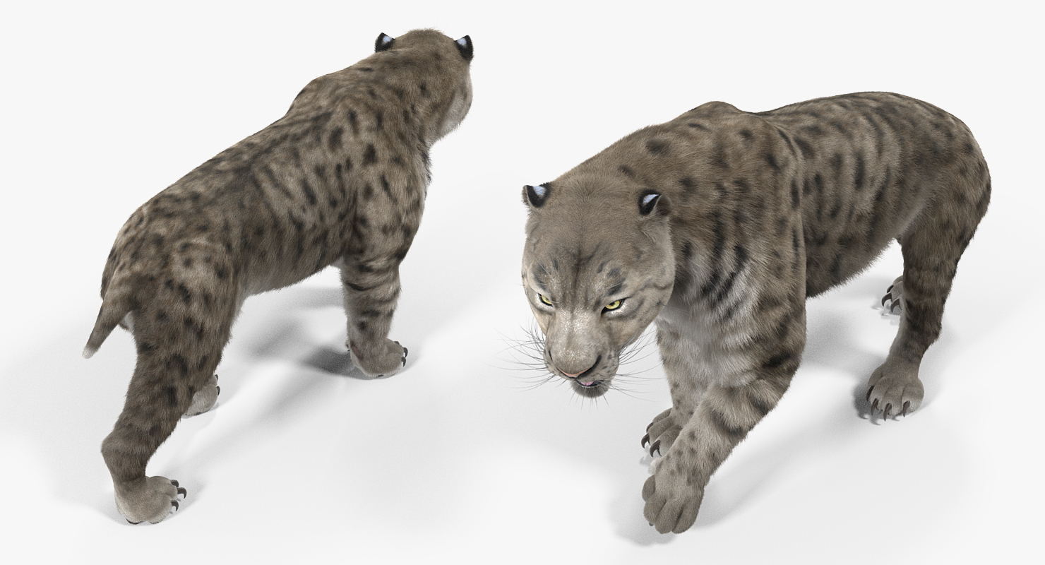 Arctic Saber Tooth Cat Walking Pose with Fur 3D model