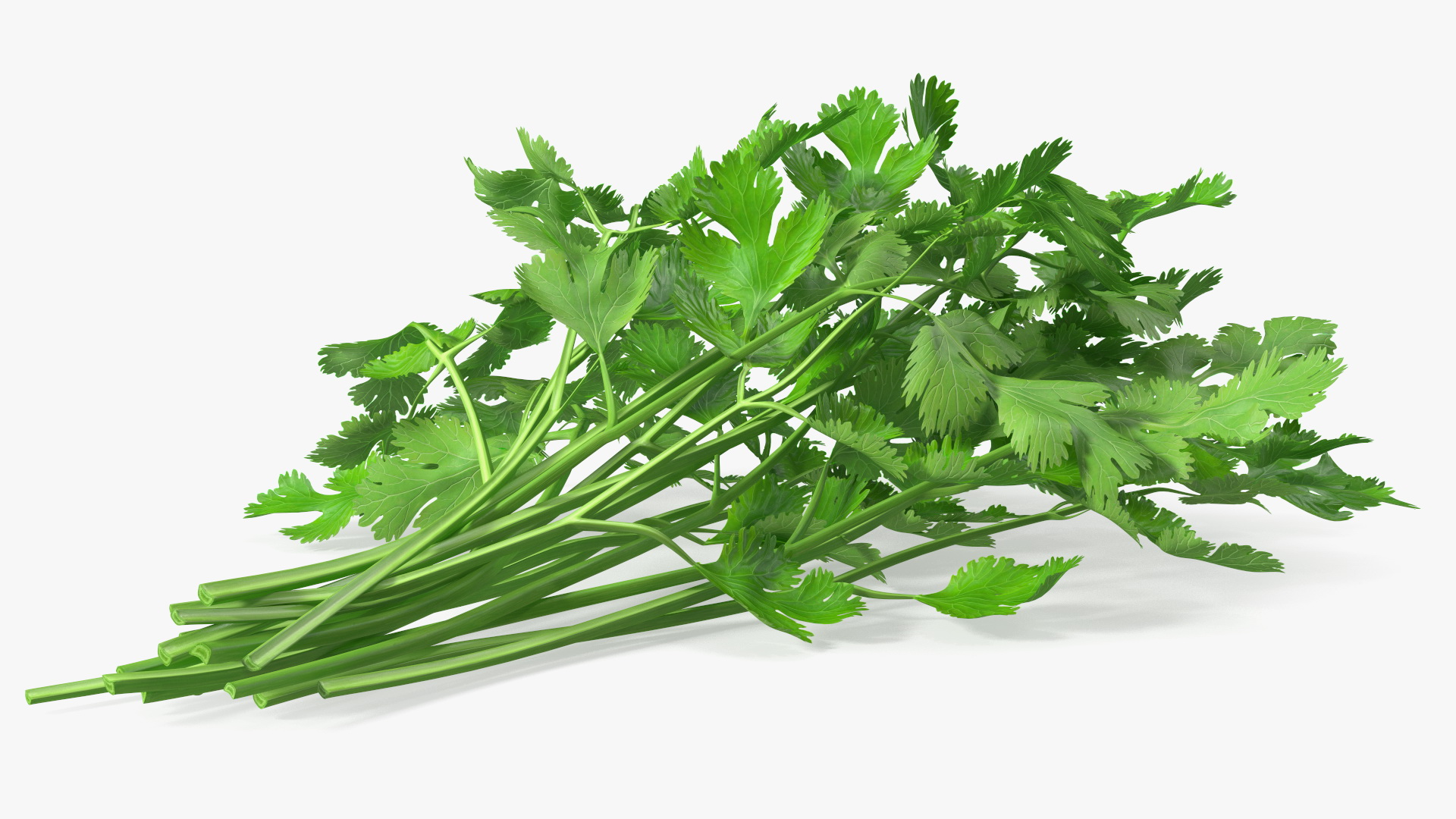 Cilantro Bunch 3D model