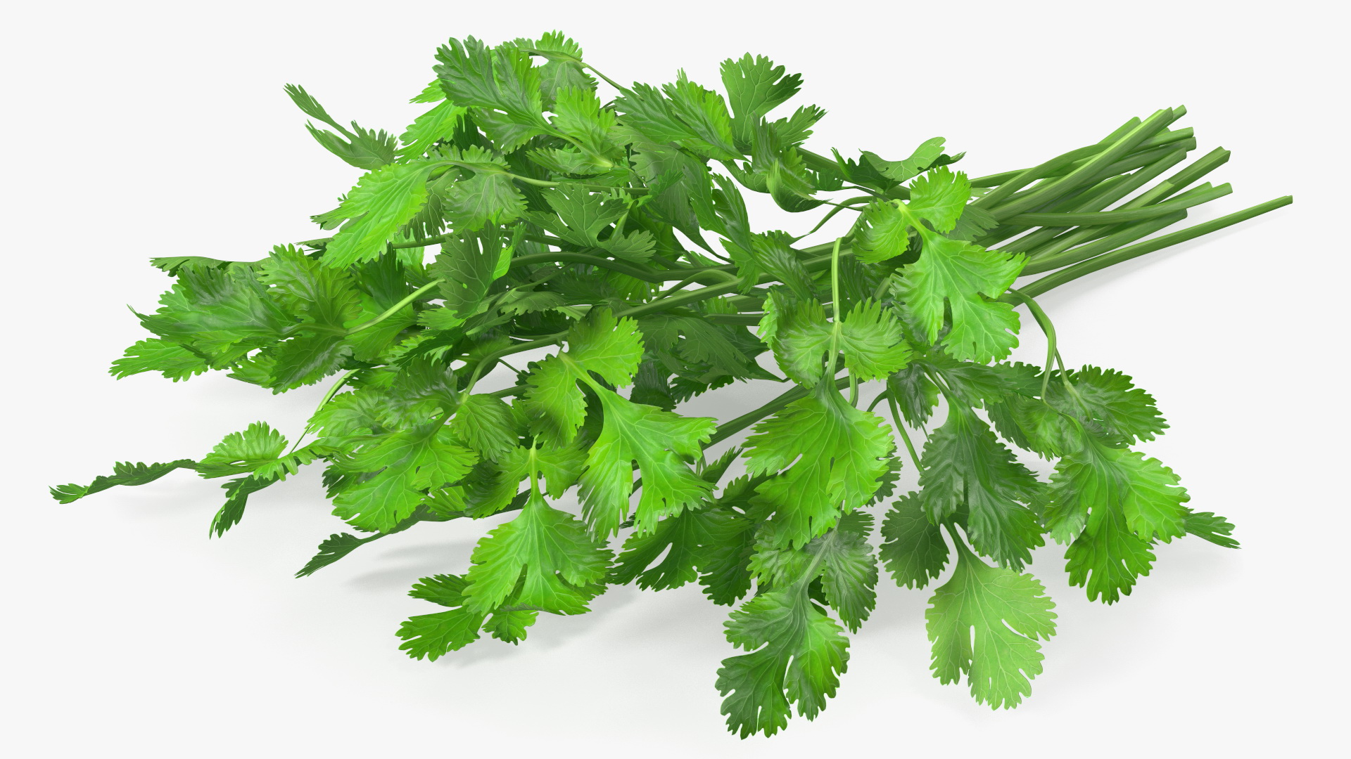 Cilantro Bunch 3D model