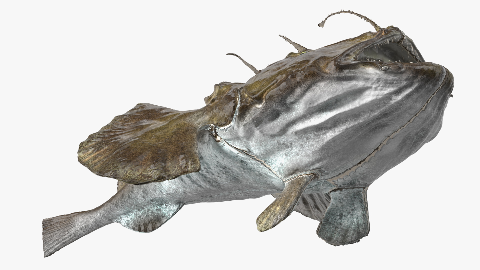 Lophius Piscatorius 3D model