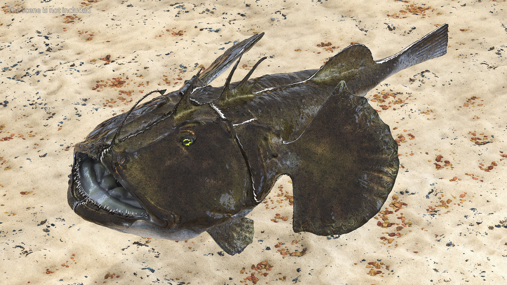 Lophius Piscatorius 3D model