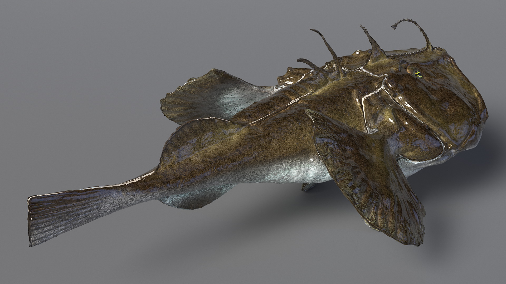 Lophius Piscatorius 3D model