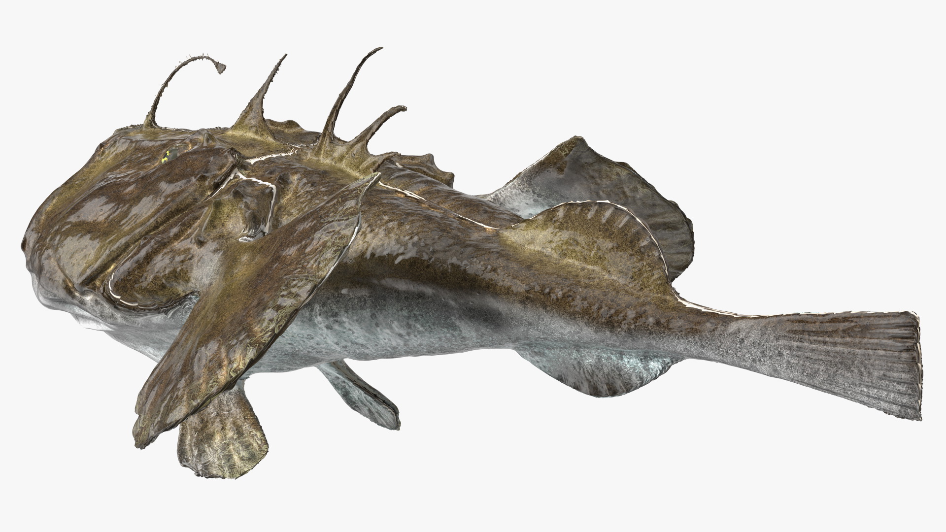 Lophius Piscatorius 3D model
