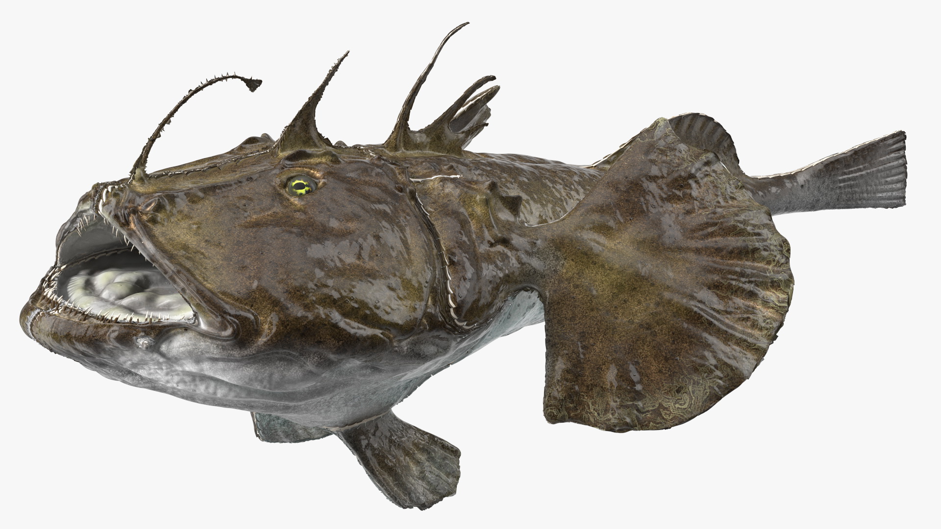 Lophius Piscatorius 3D model