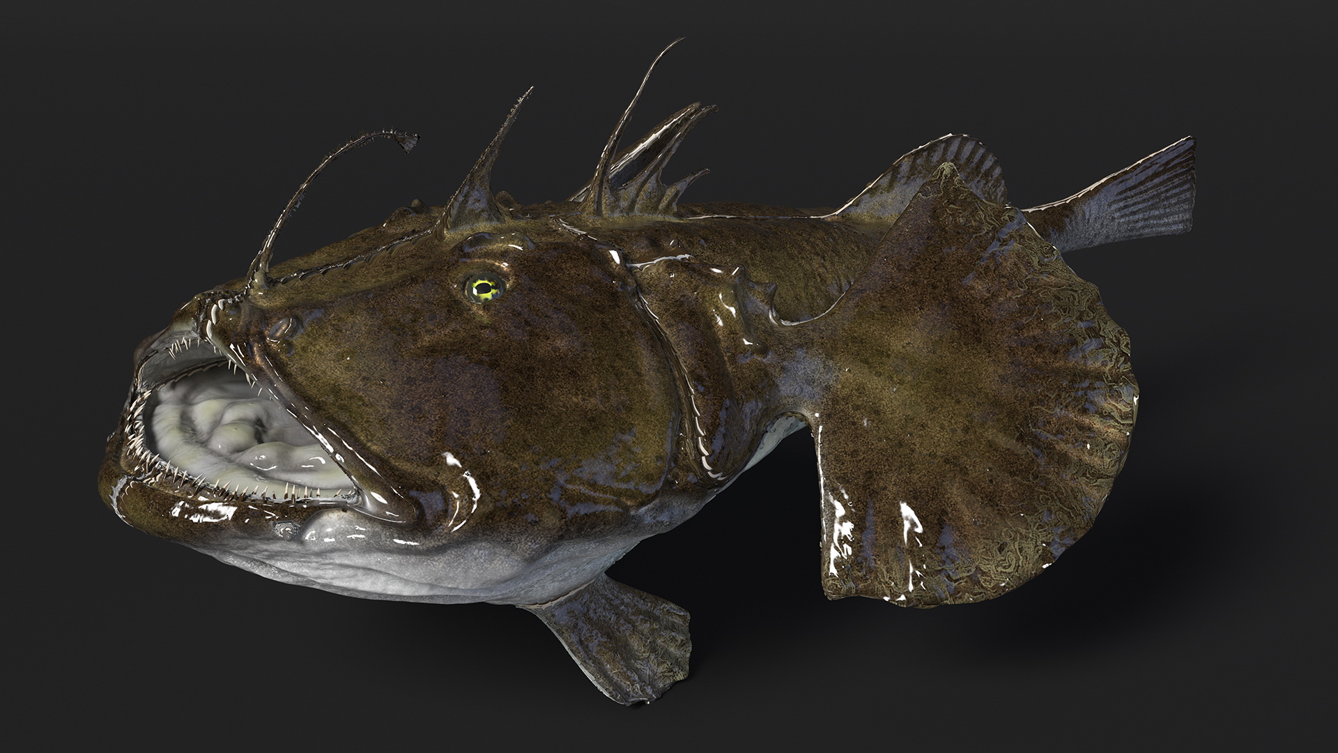 Lophius Piscatorius 3D model