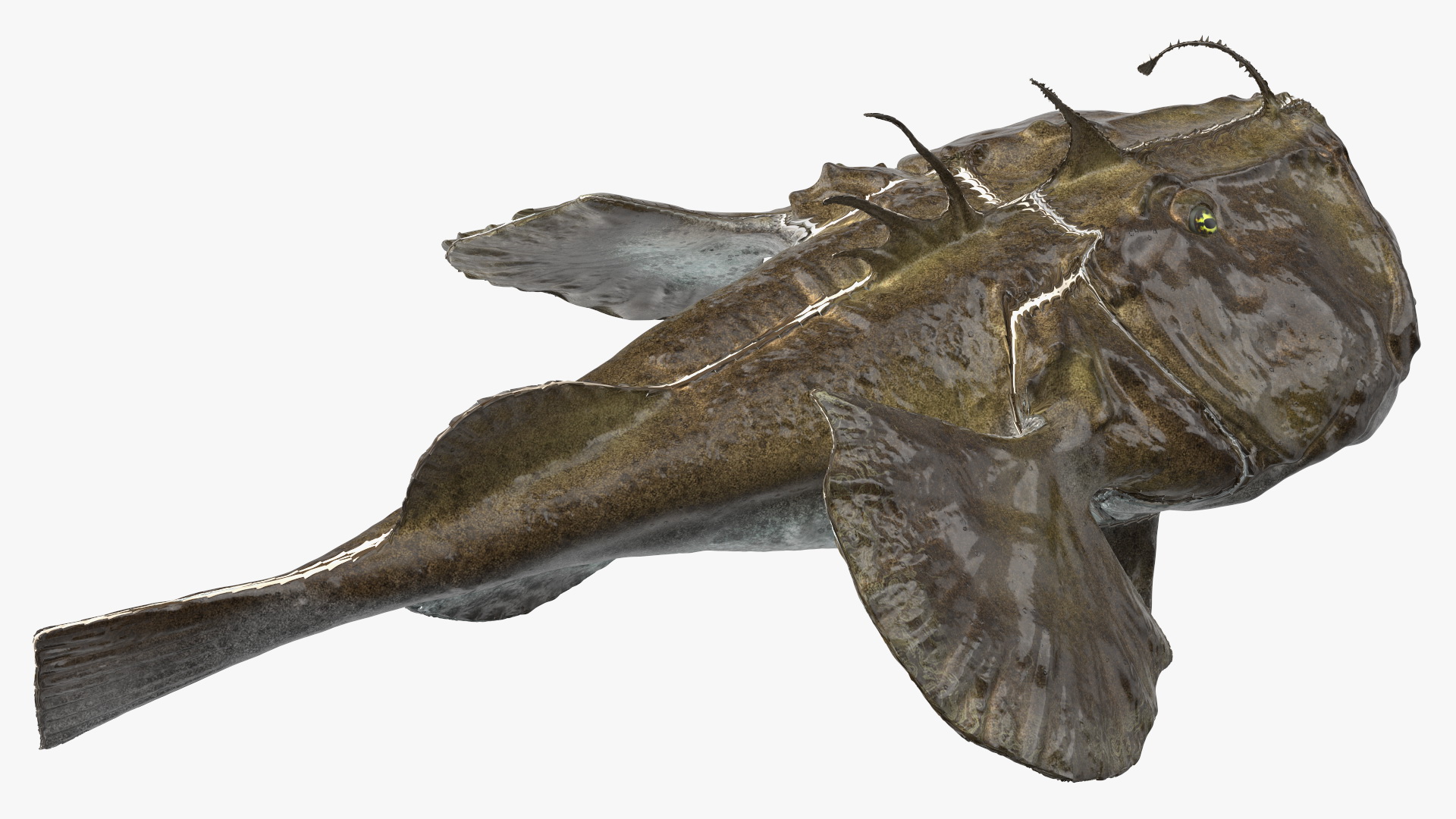 Lophius Piscatorius 3D model