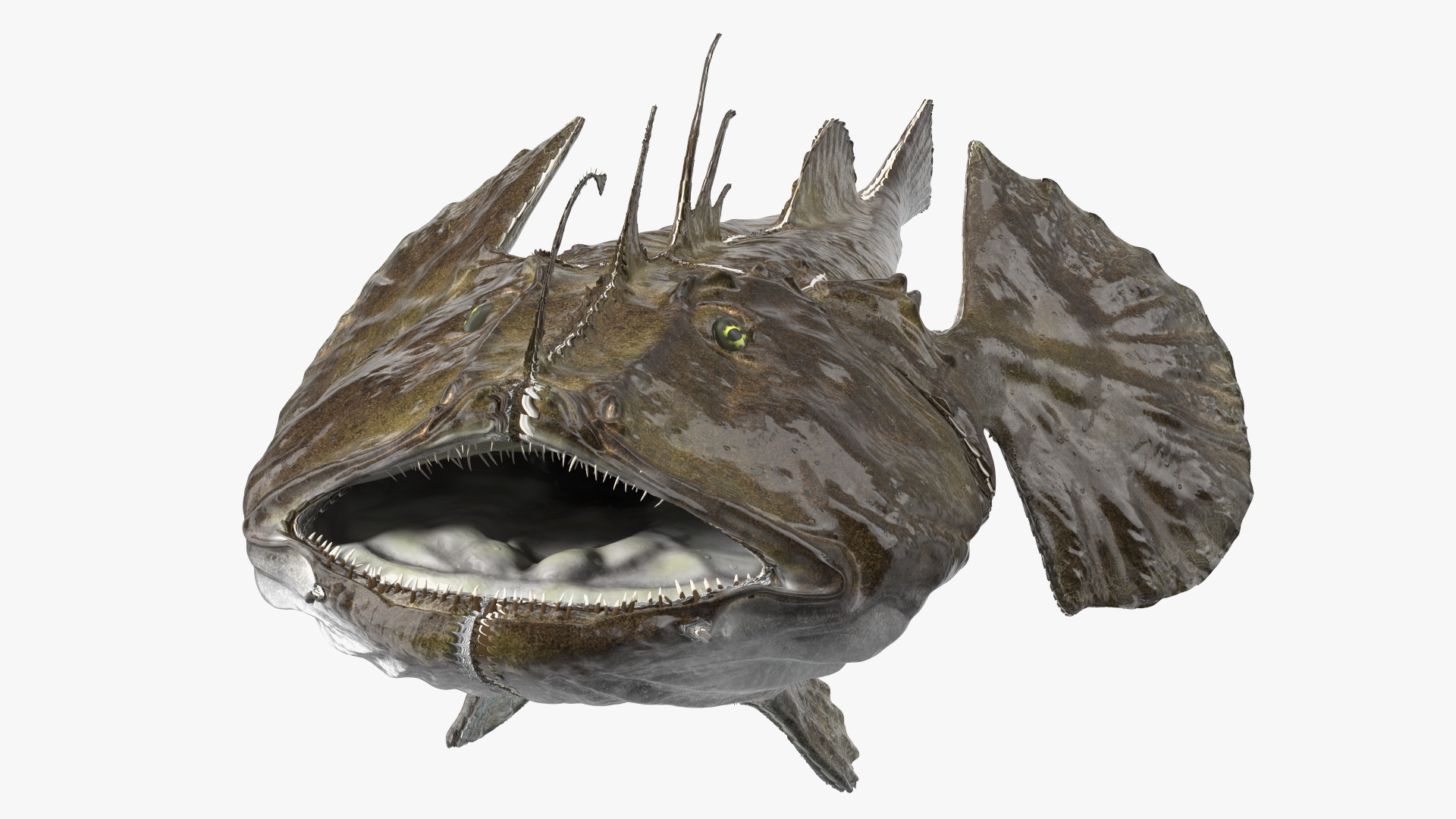 Lophius Piscatorius 3D model