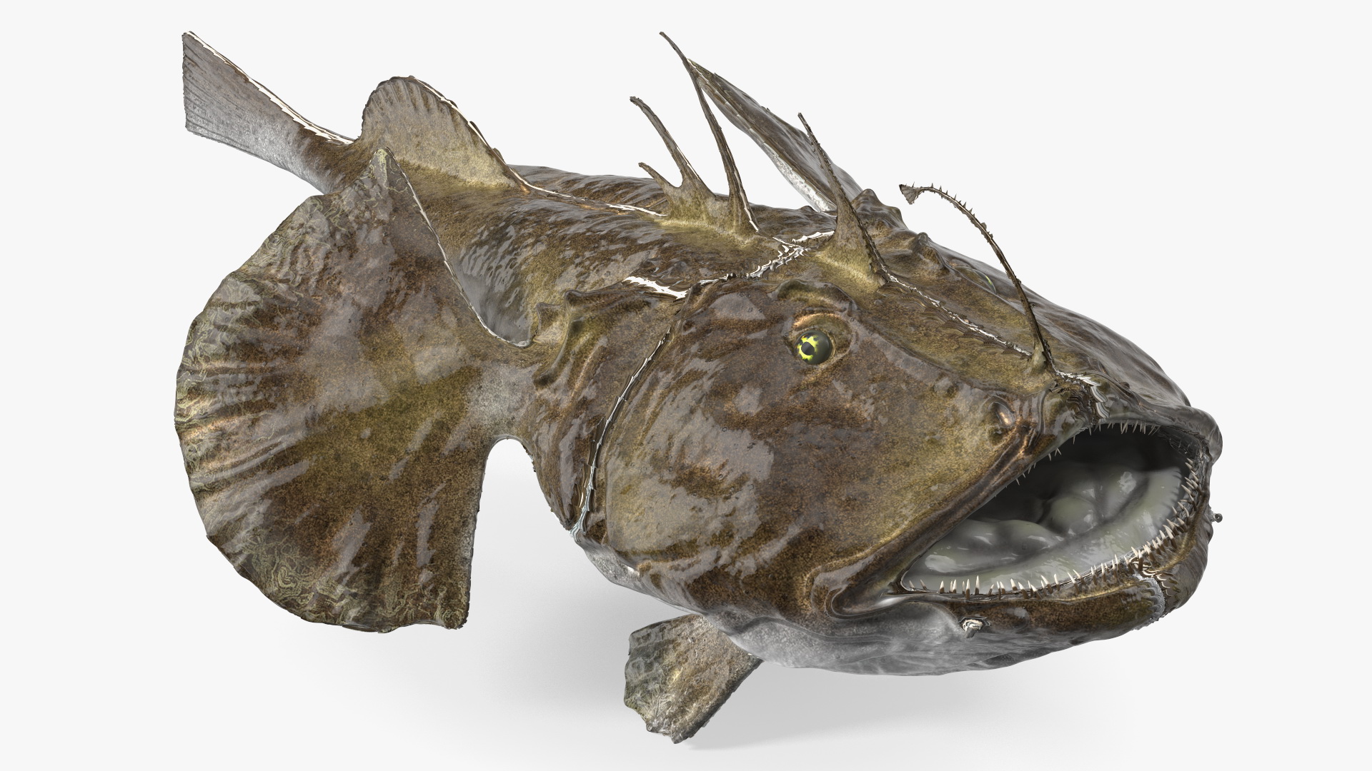 Lophius Piscatorius 3D model