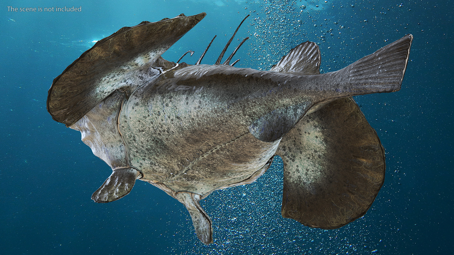 Lophius Piscatorius 3D model