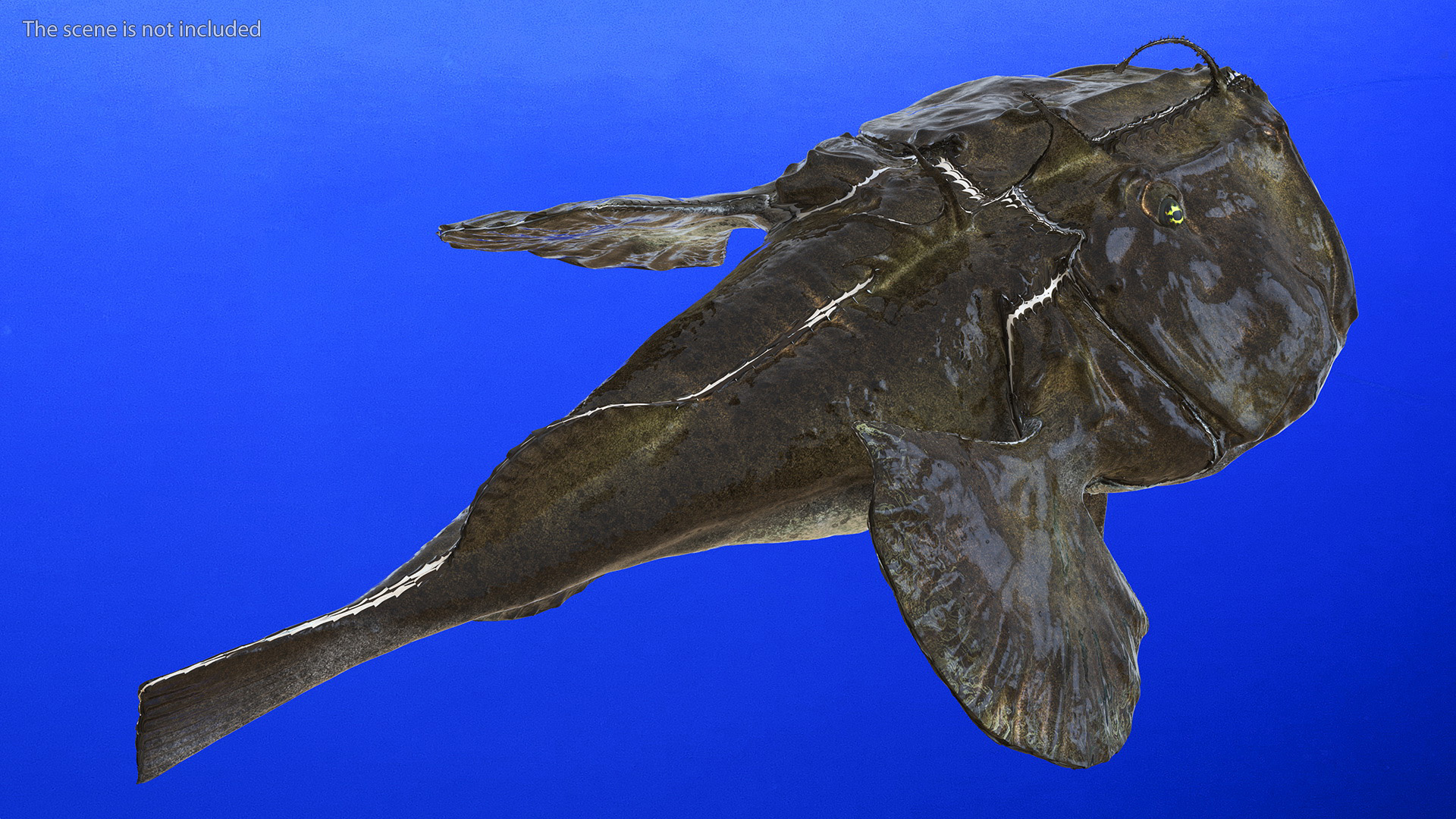 Lophius Piscatorius 3D model