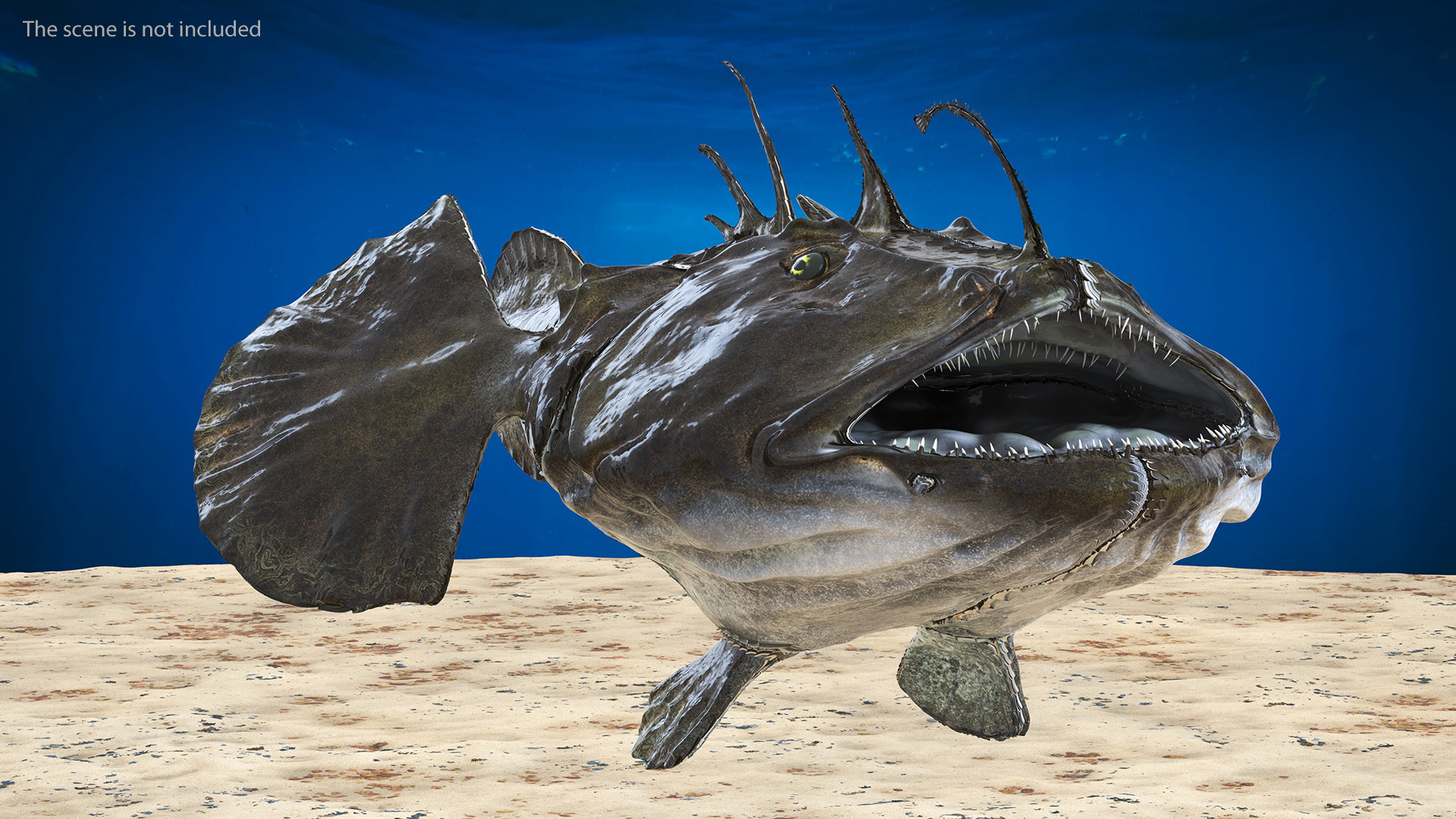 Lophius Piscatorius 3D model